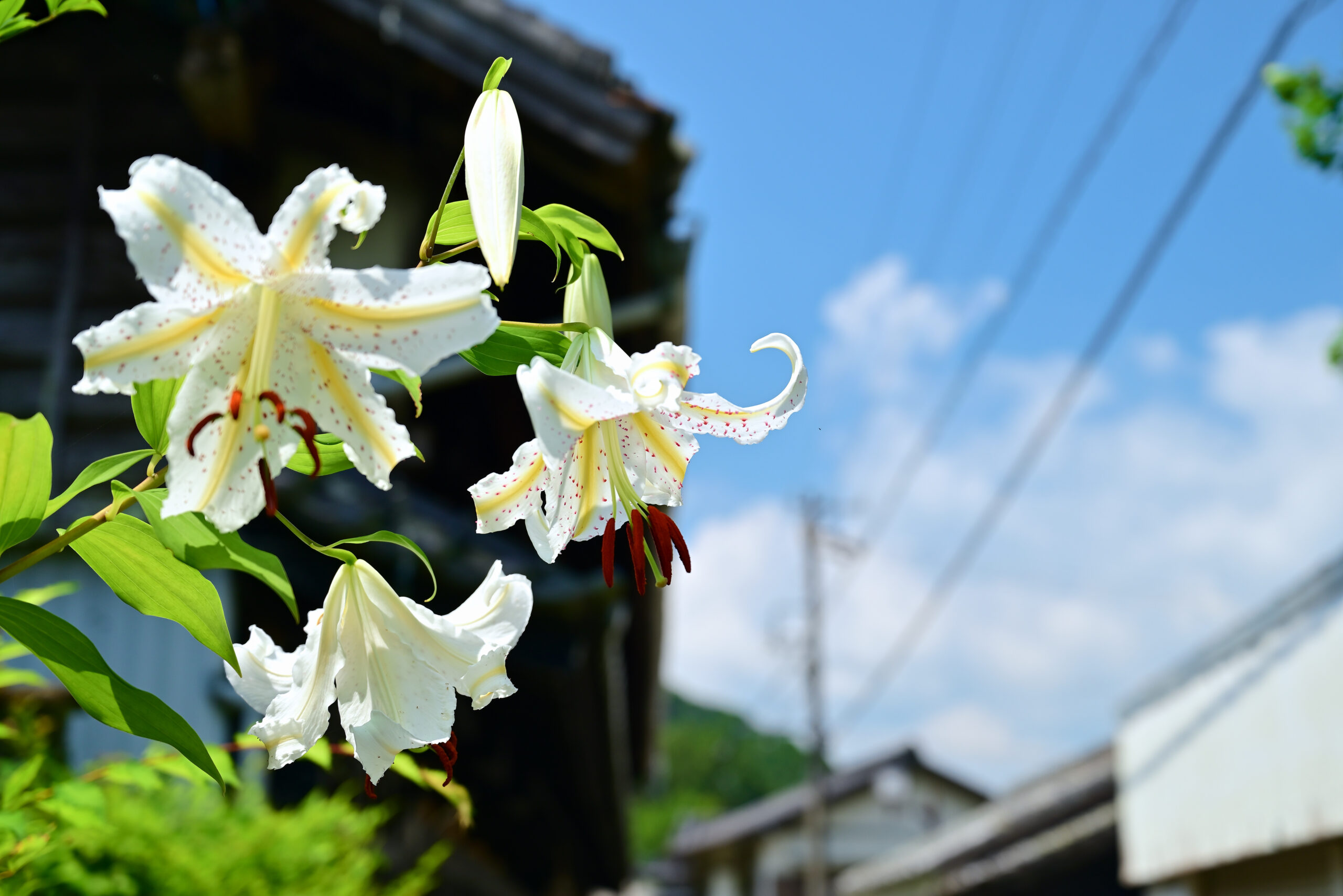 鳳来寺百合2