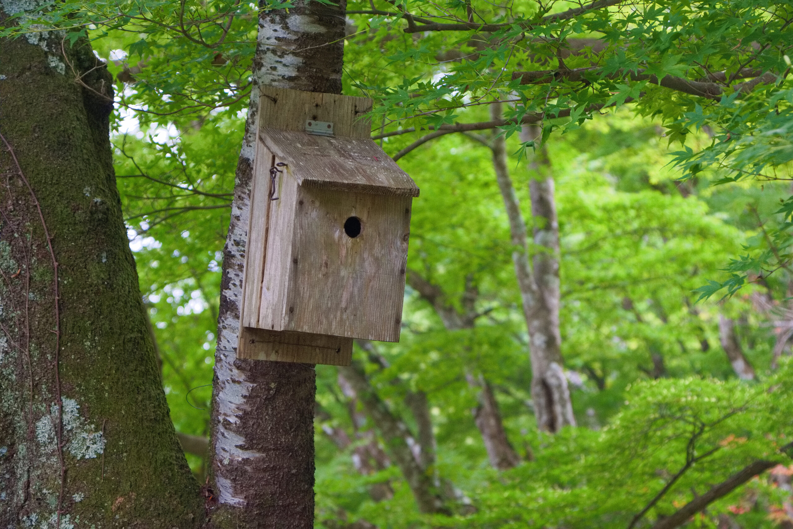新城市・旧門谷小学校校門前の巣箱