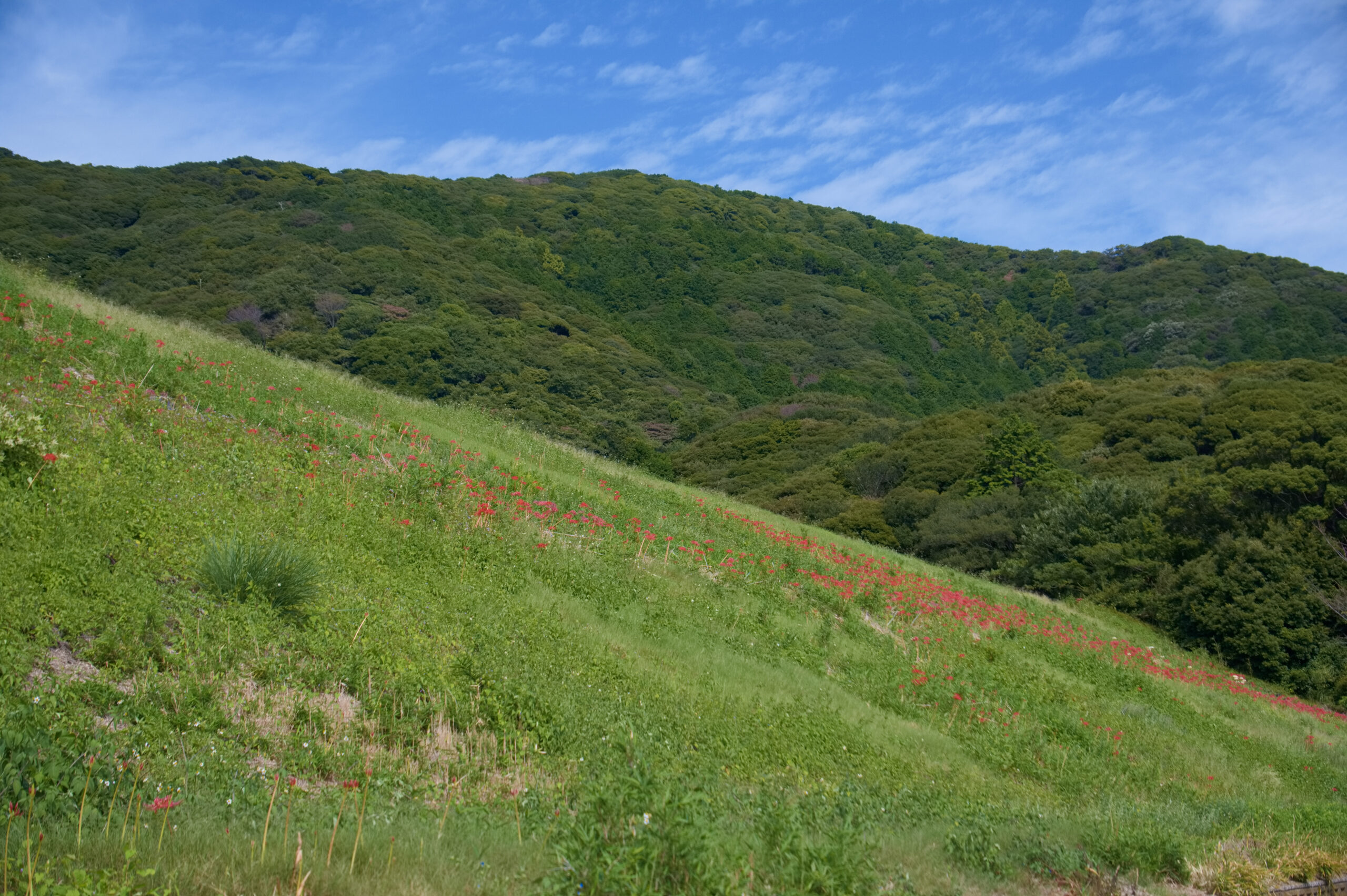 田原市庚申池の彼岸花と原っぱ