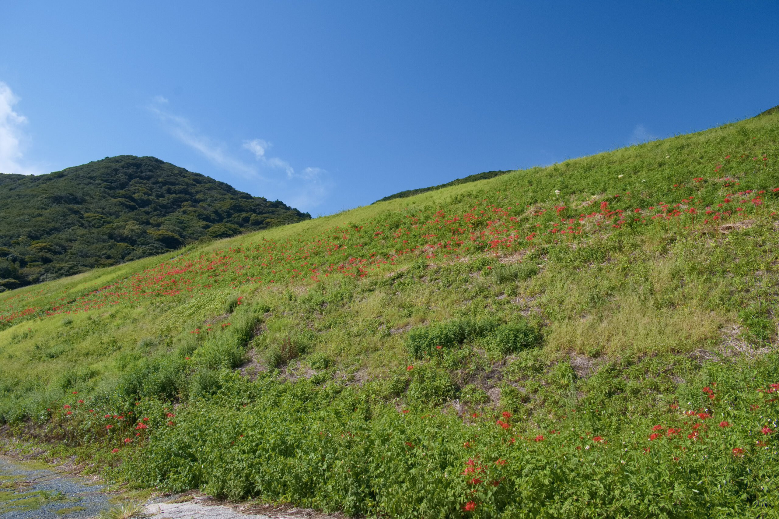 田原市庚申池の彼岸花　下から眺め