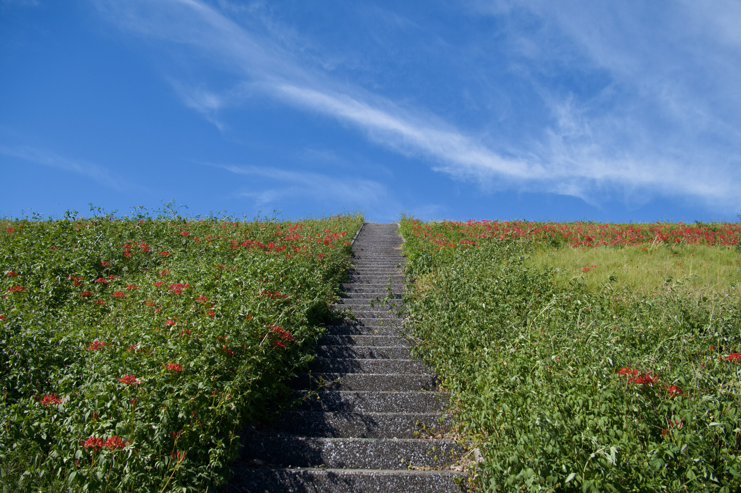 庚申池の彼岸花と階段正面