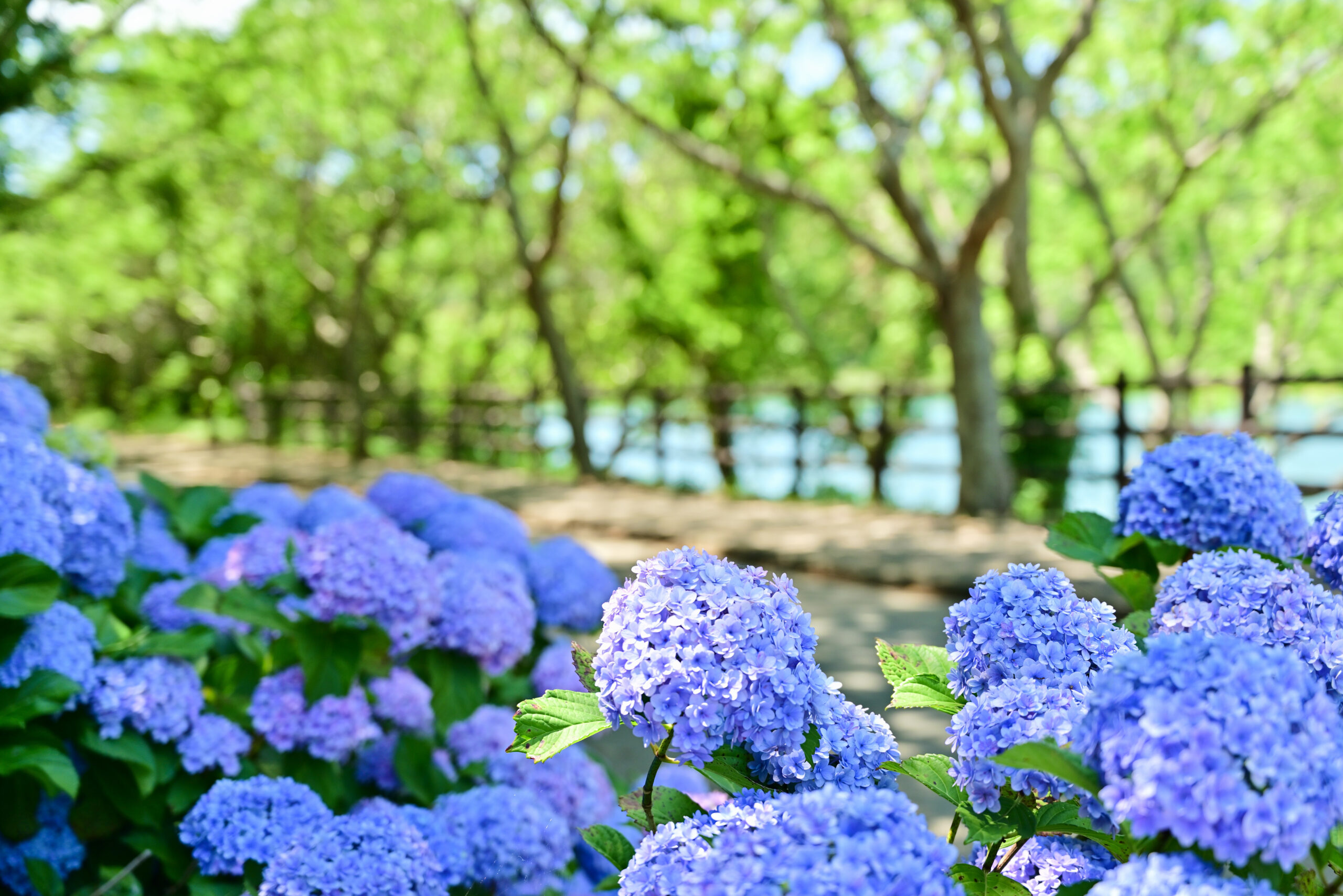初立池公園のあじさい