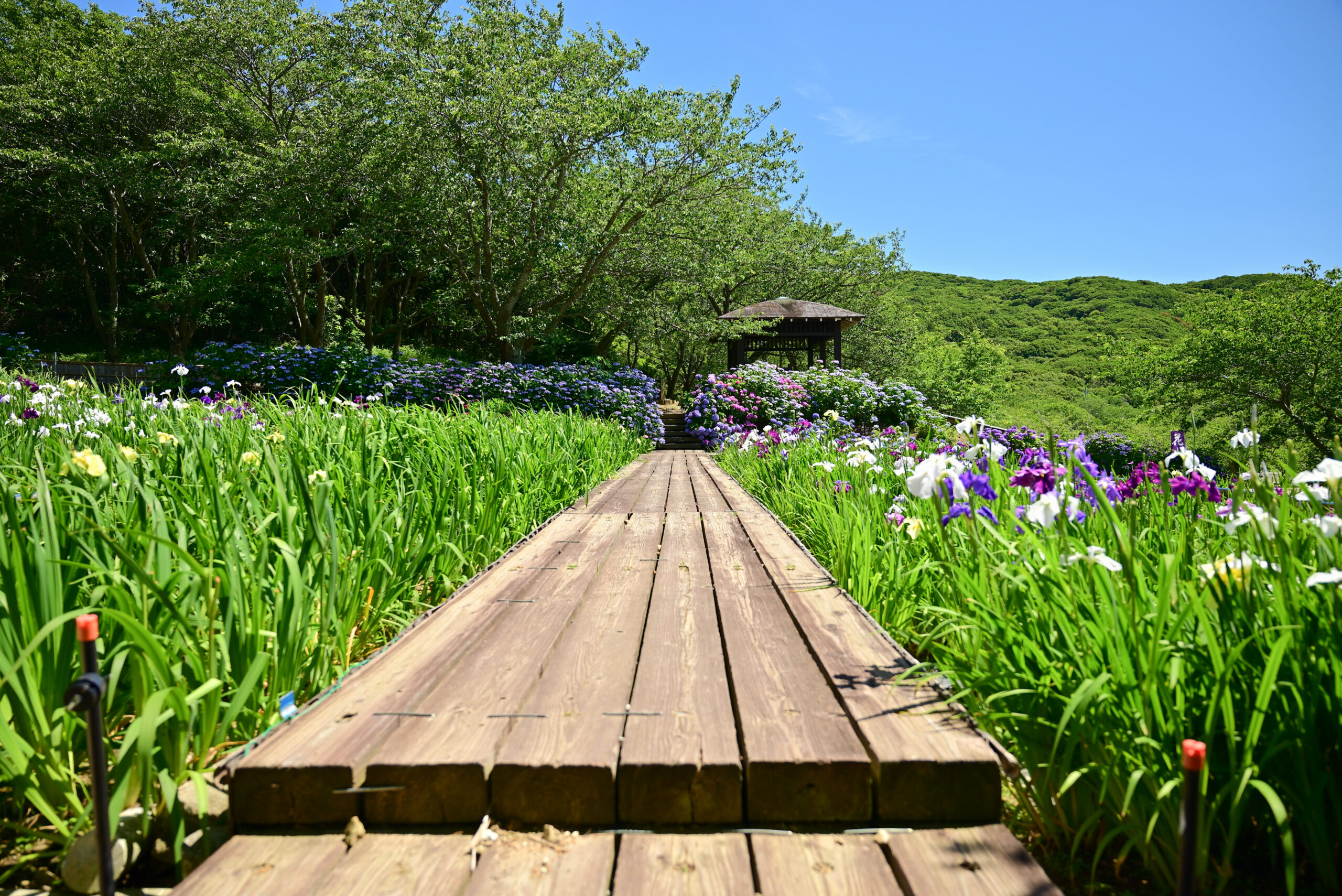 初立池公園の花菖蒲2