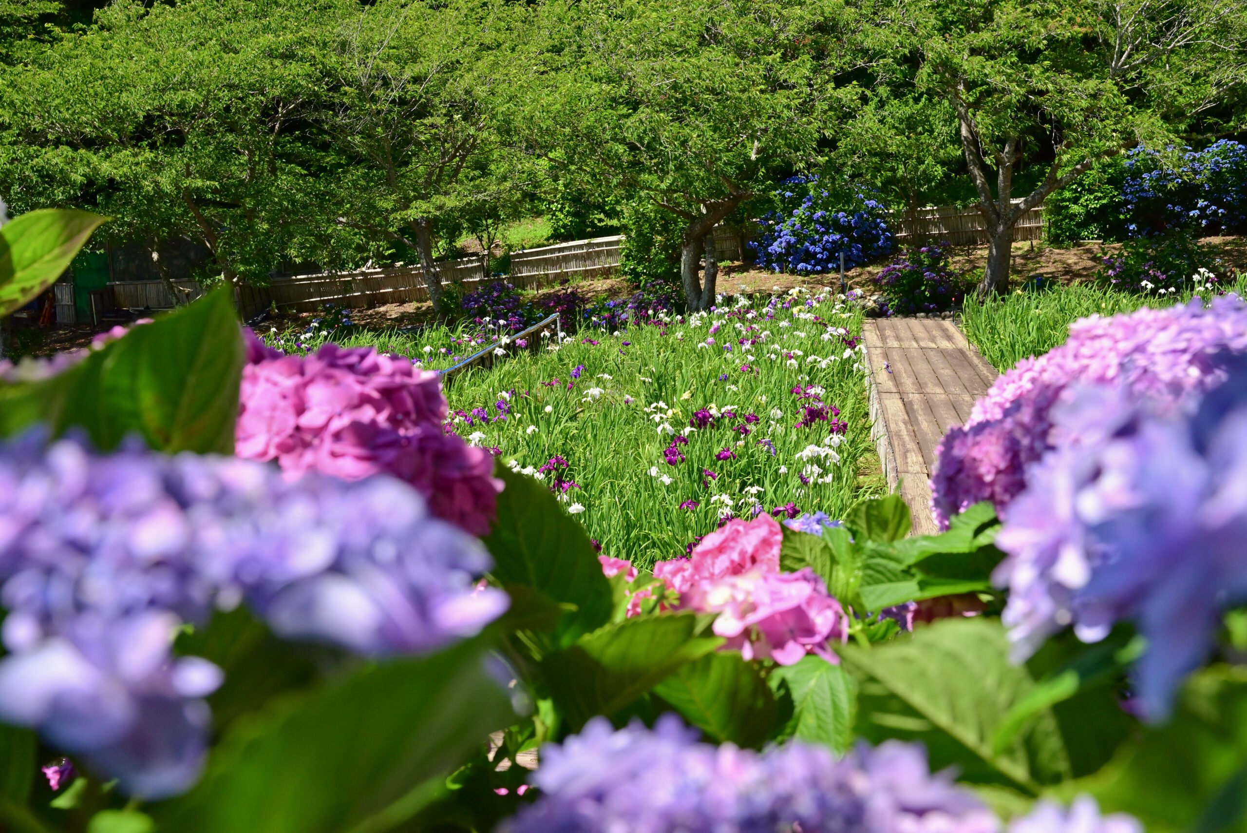 初立池公園のあじさいと花菖蒲1