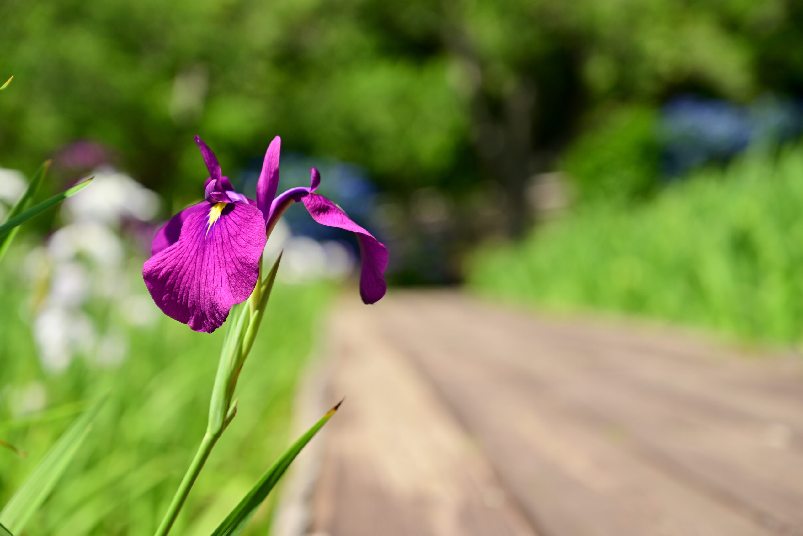 初立池公園の花菖蒲3