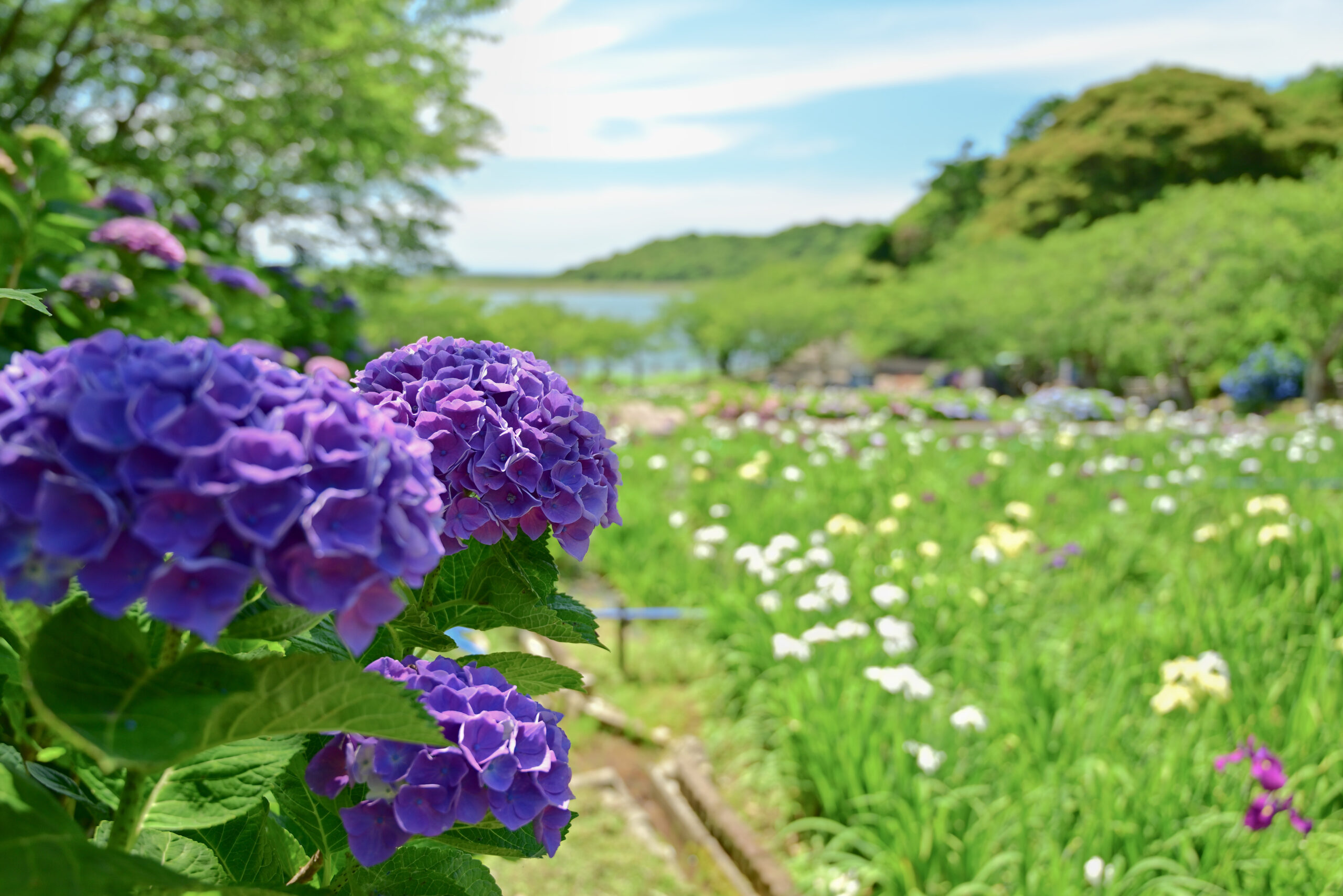 初立池公園の花菖蒲とあじさい2