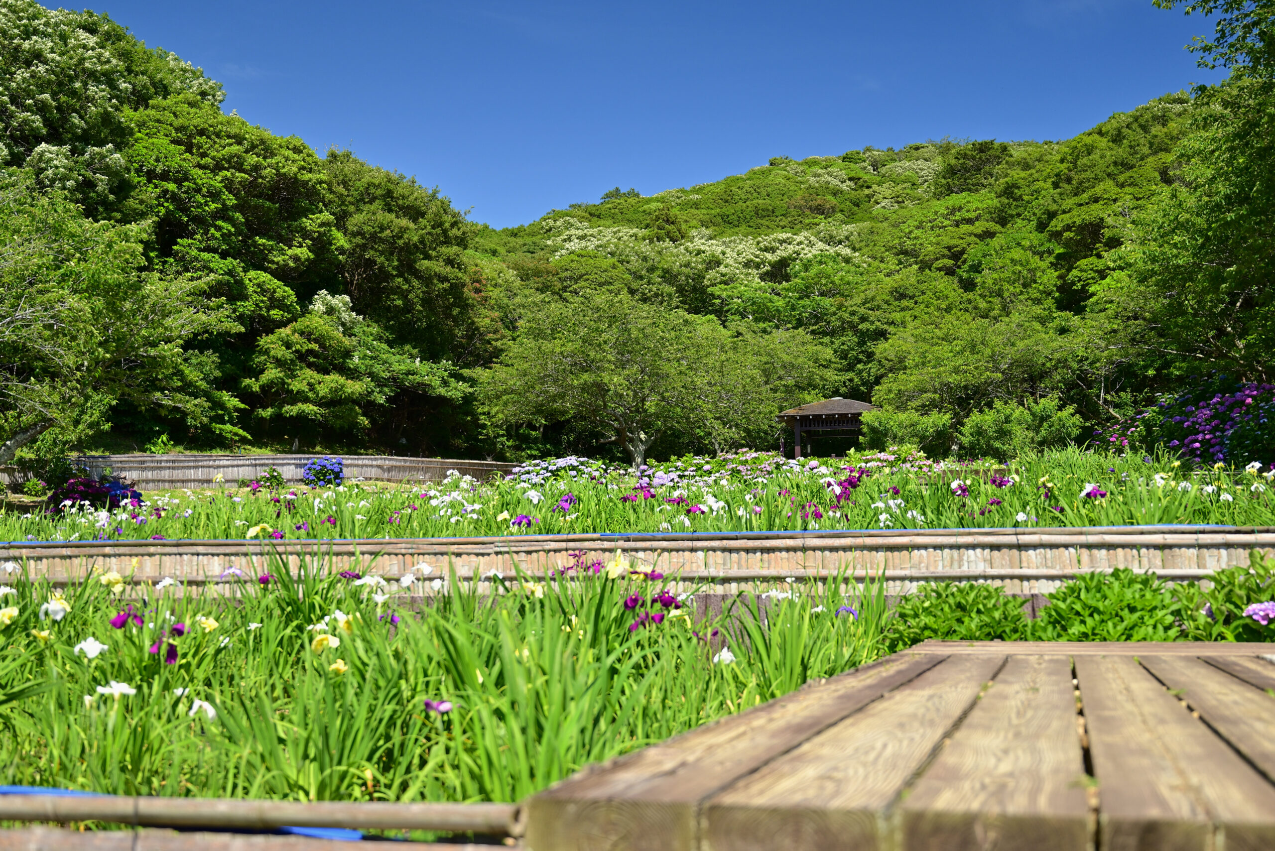 初立池公園の花菖蒲1