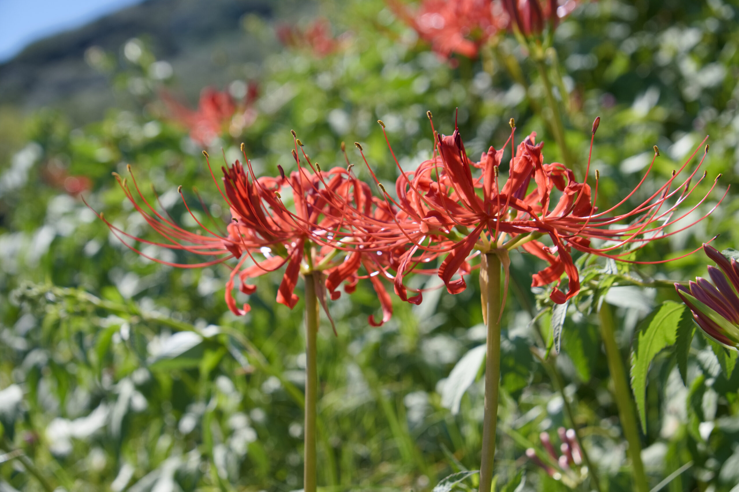 田原市庚申池の彼岸花