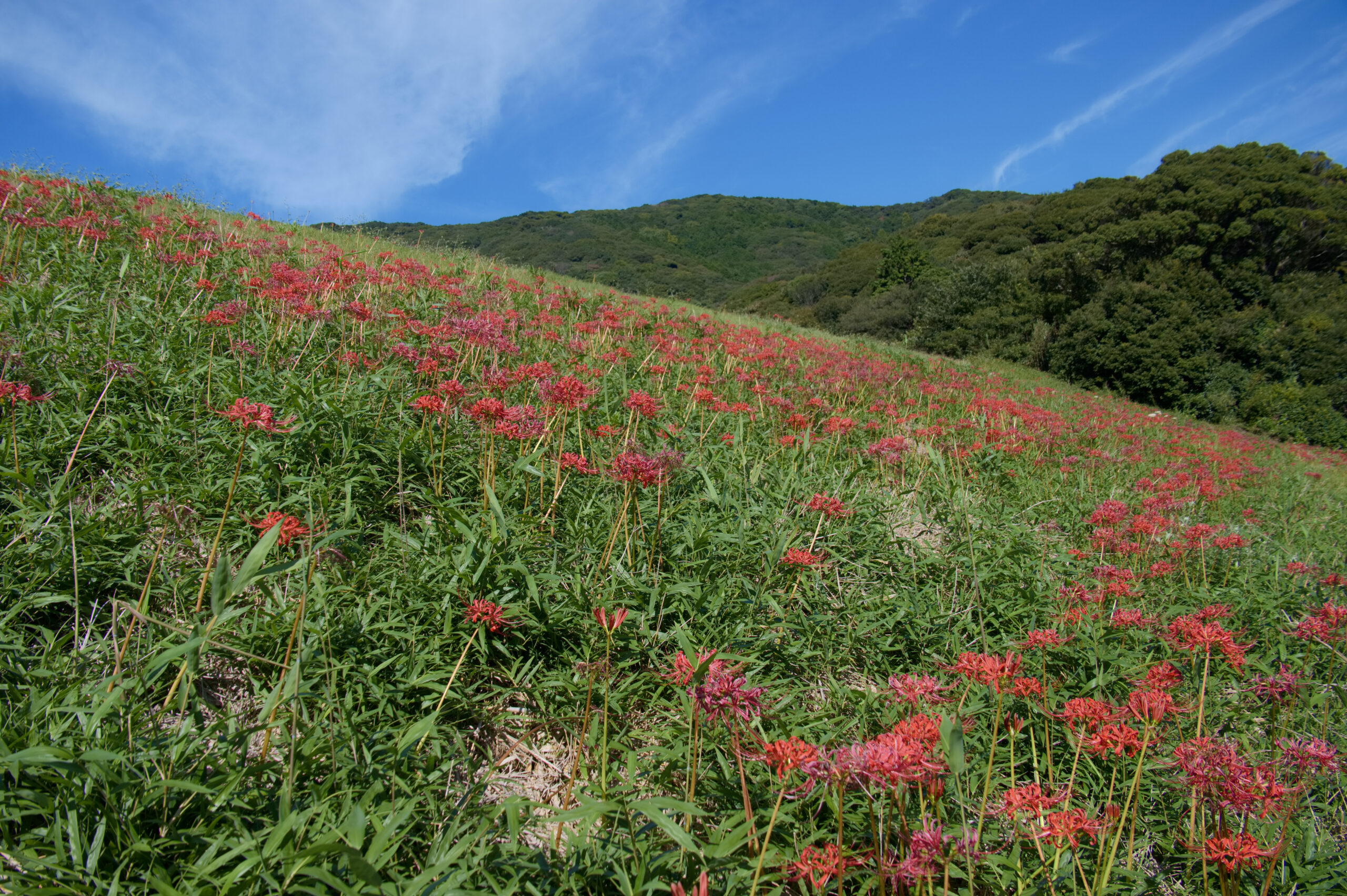 田原市庚申池の一面咲く彼岸花