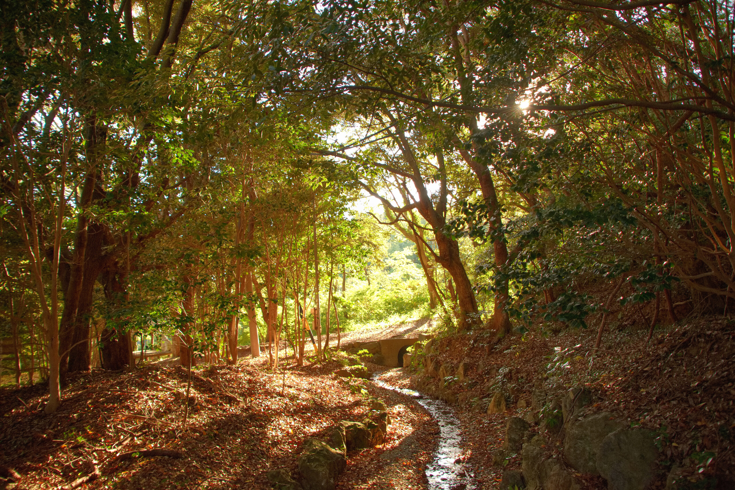 田原市蔵王山と秋