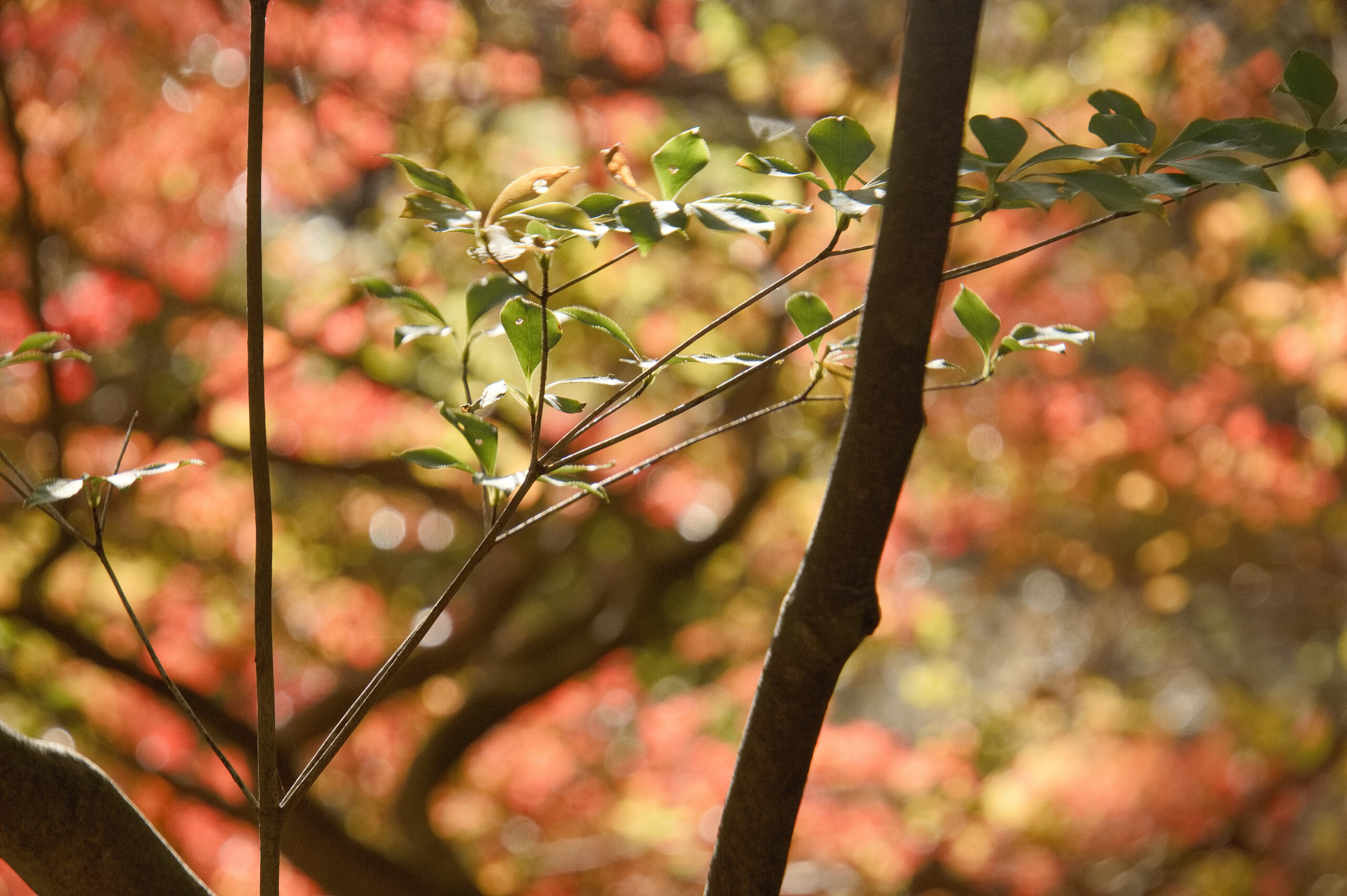 田原市の秋の滝頭公園の紅葉