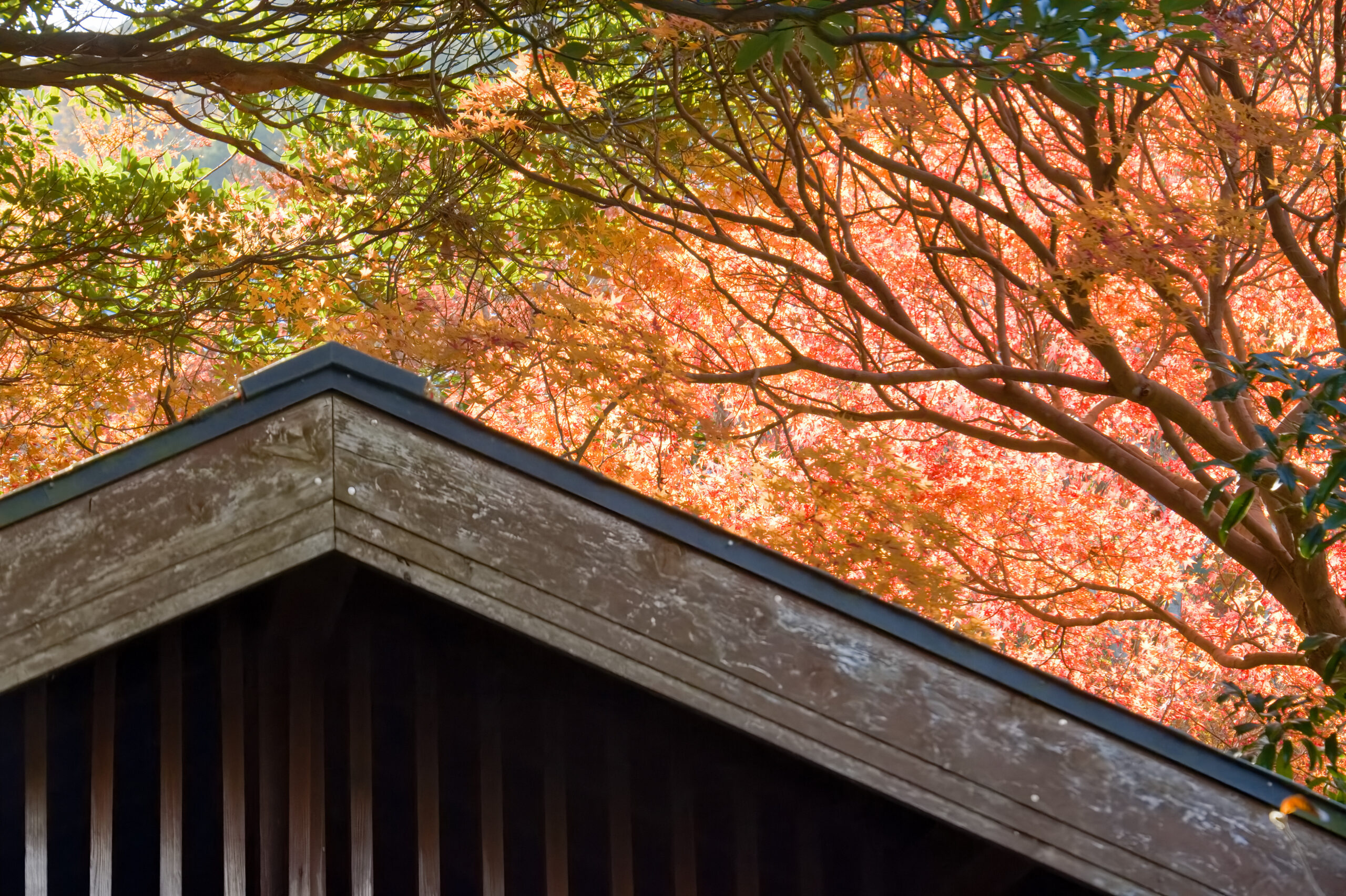 田原市の秋の滝頭公園の紅葉２