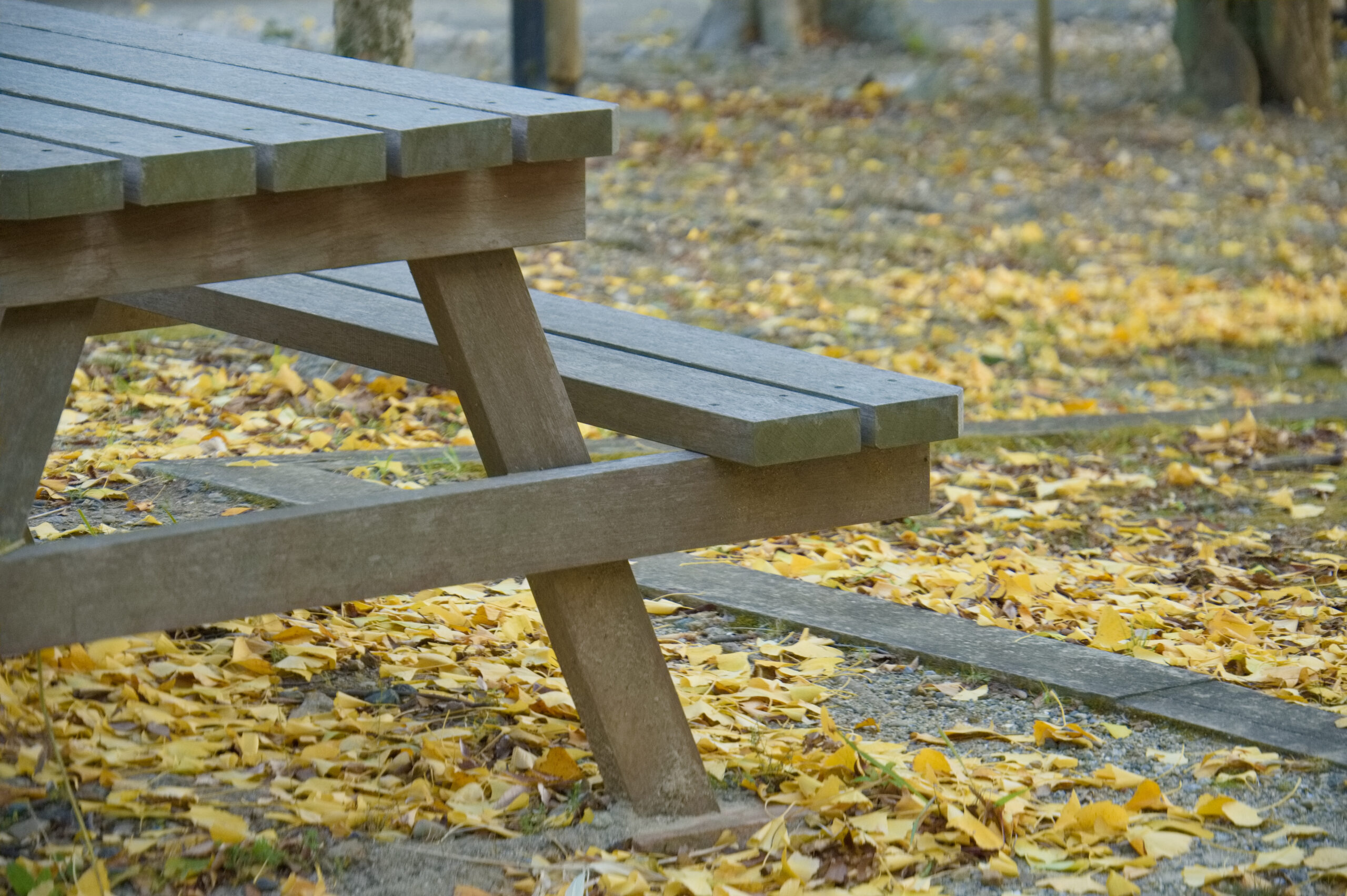 田原市蔵王山の秋