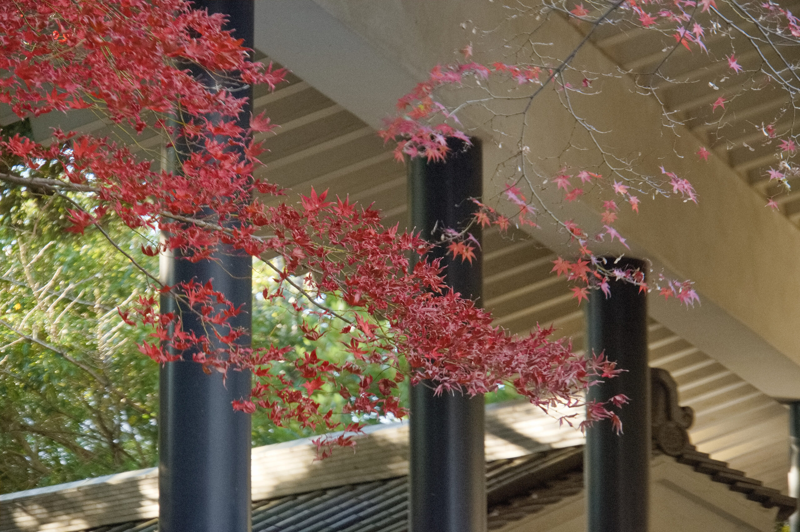田原市と田原城博物館の紅葉