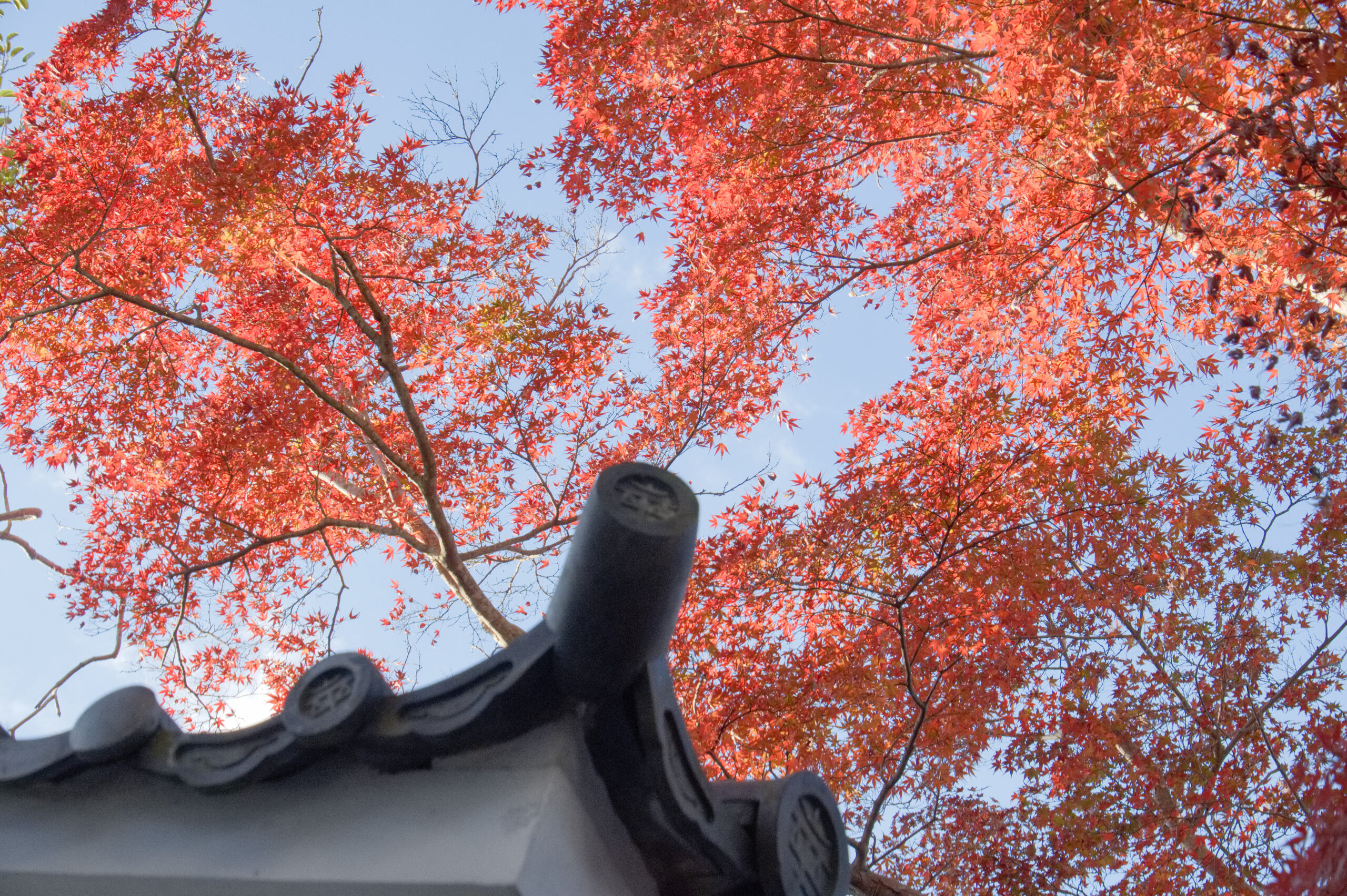 田原市と田原城博物館の紅葉４
