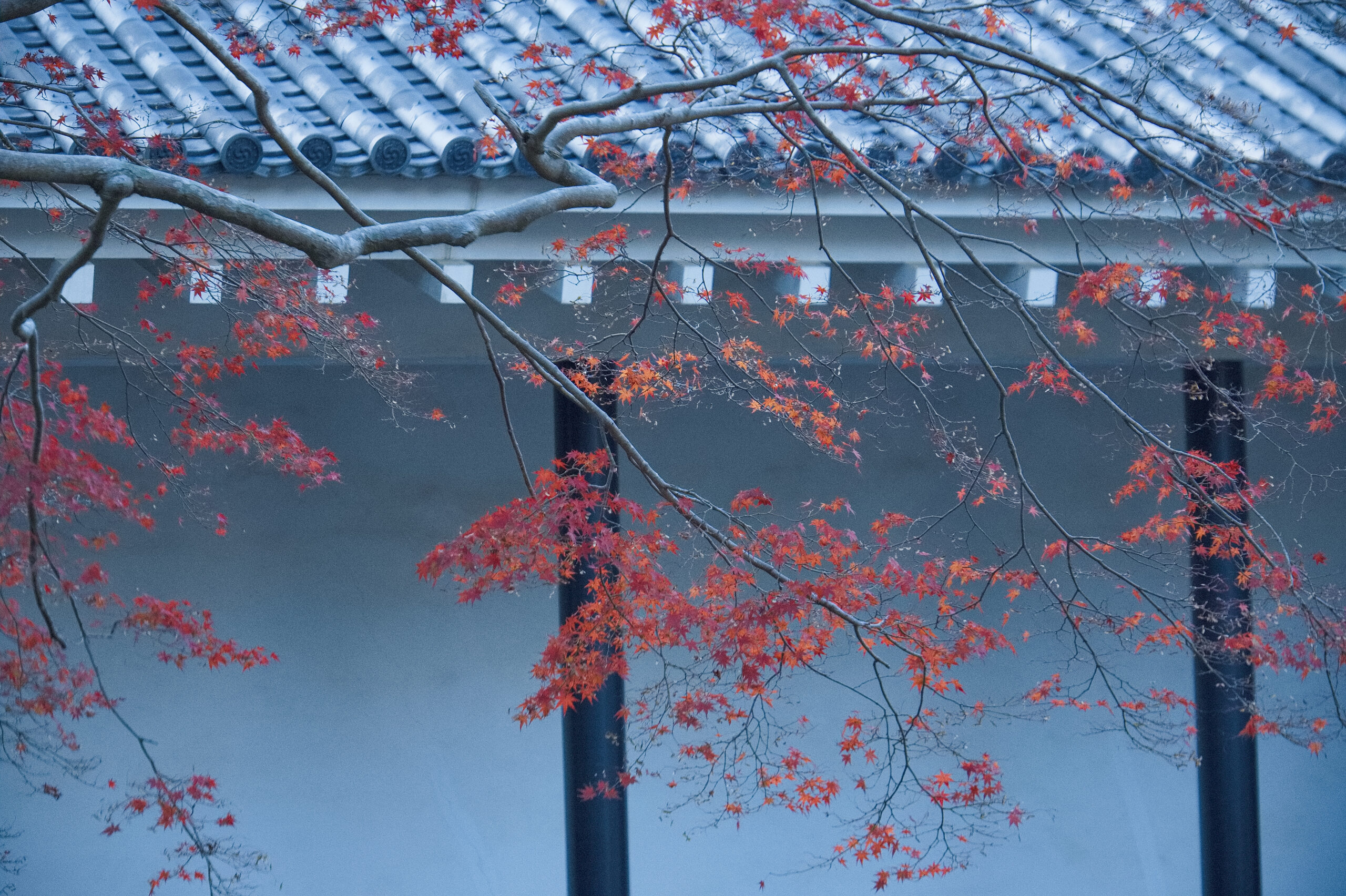 田原市と田原城博物館の紅葉２