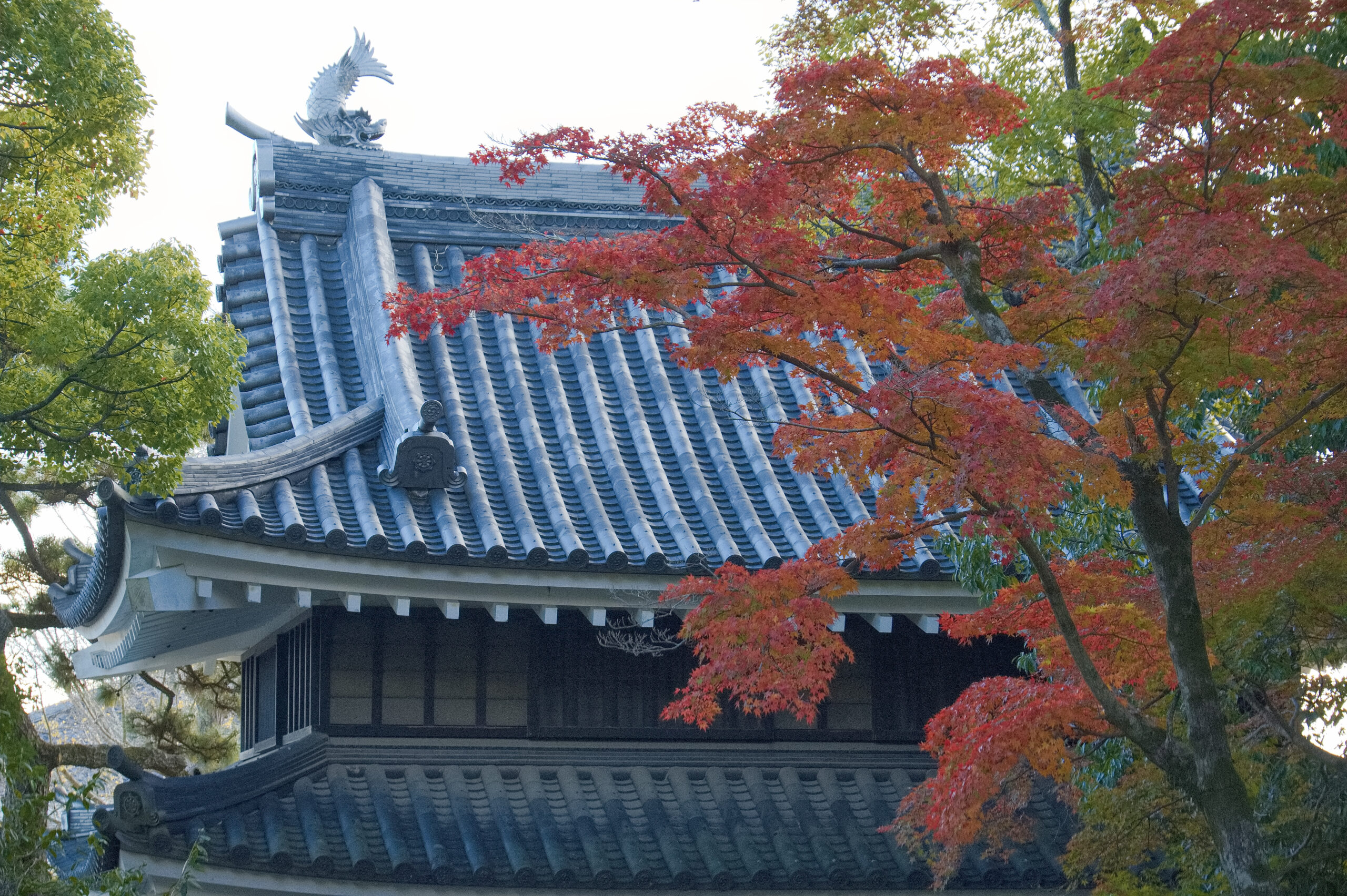 田原市と田原城博物館の紅葉