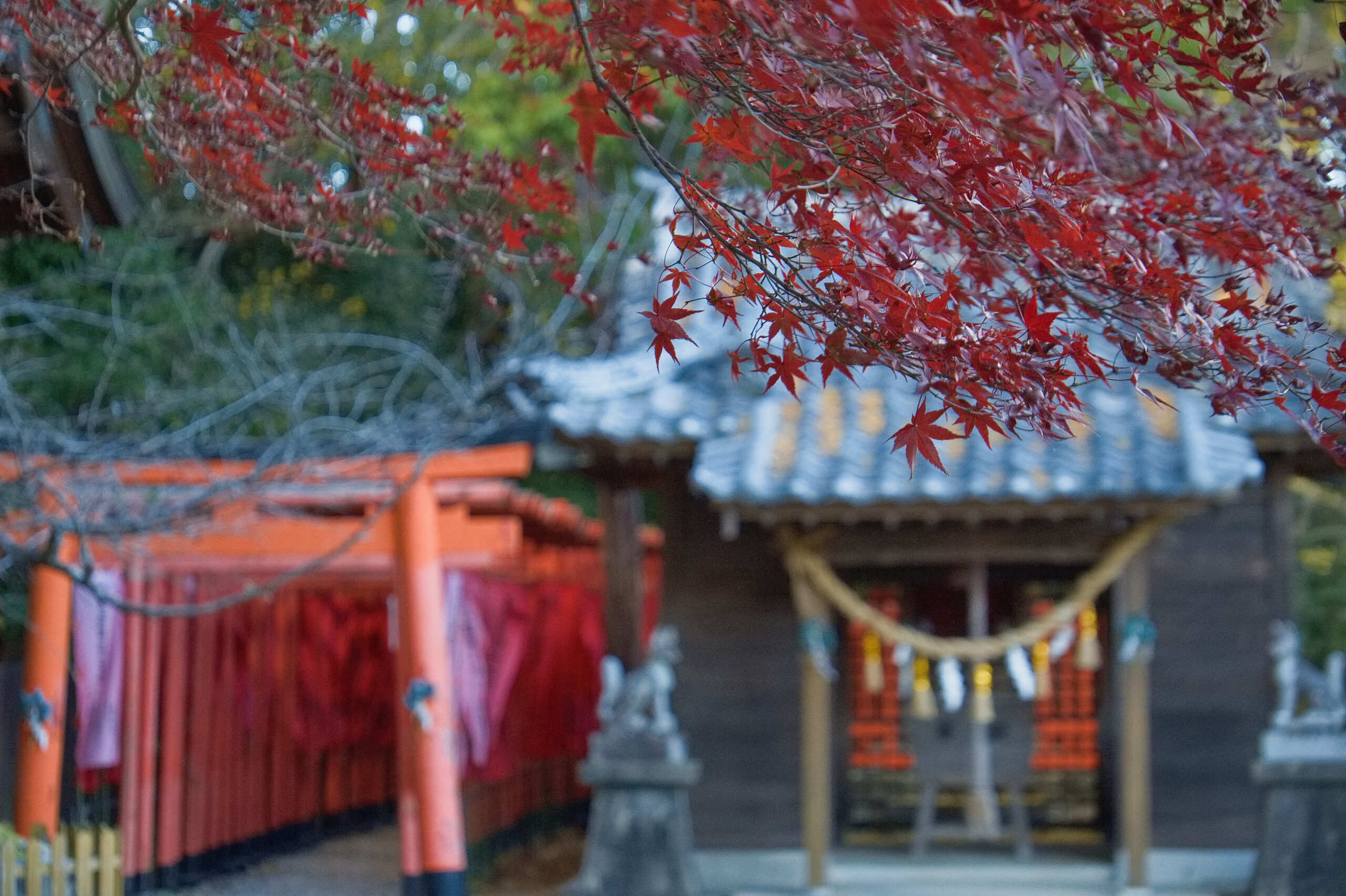 田原市巴江神社の紅葉２