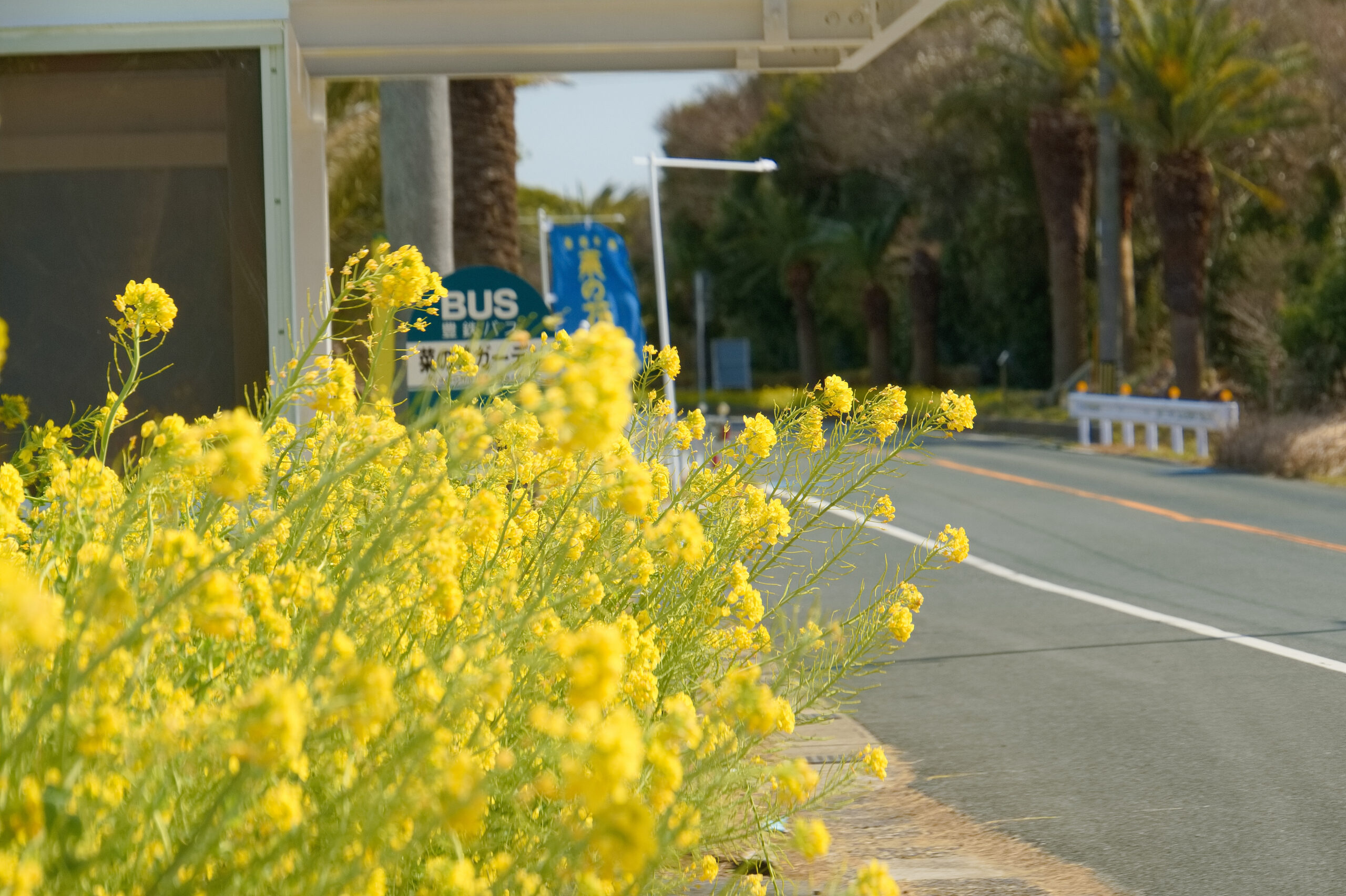 渥美半島菜の花浪漫街道