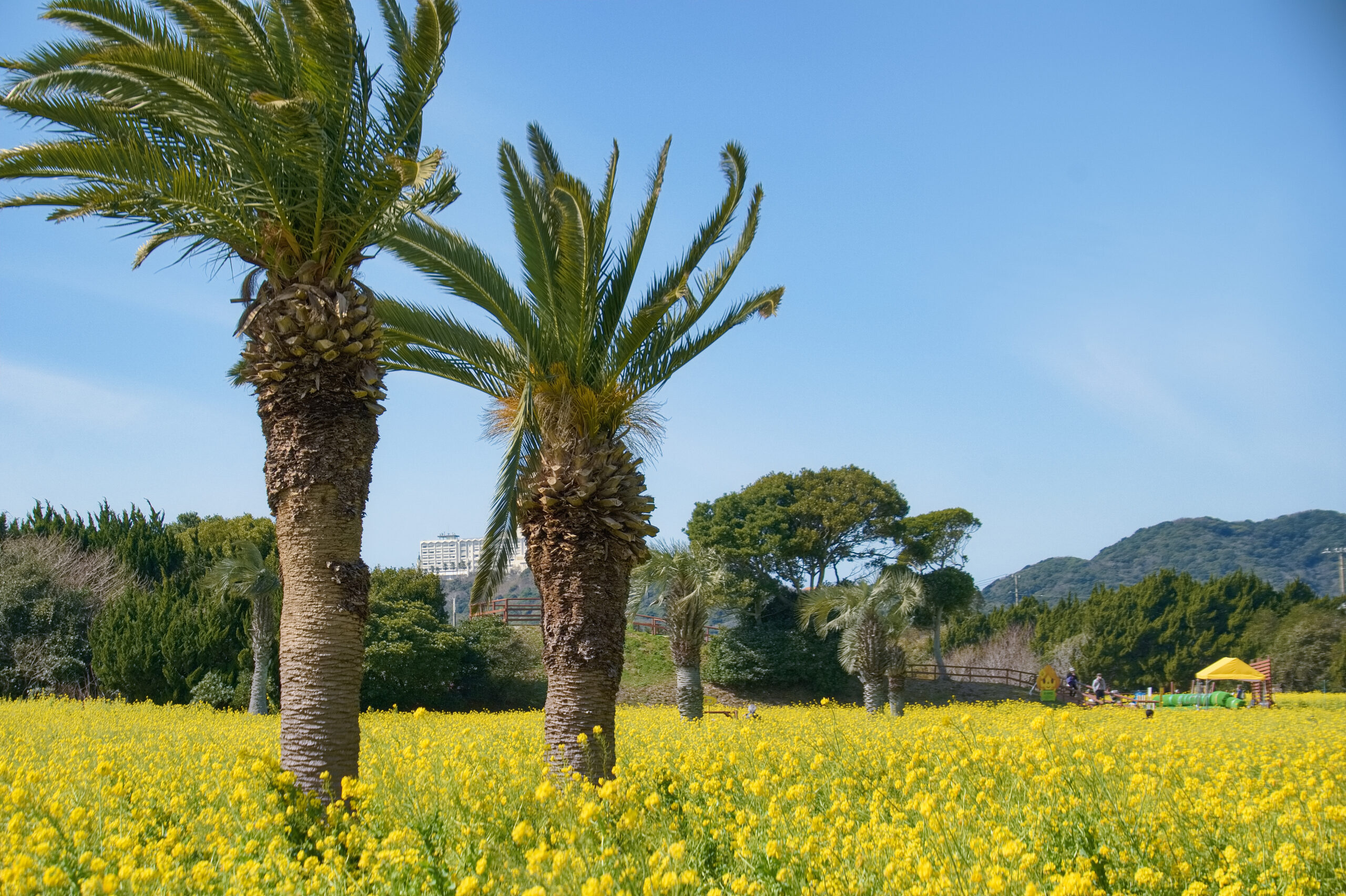伊良湖菜の花ガーデン