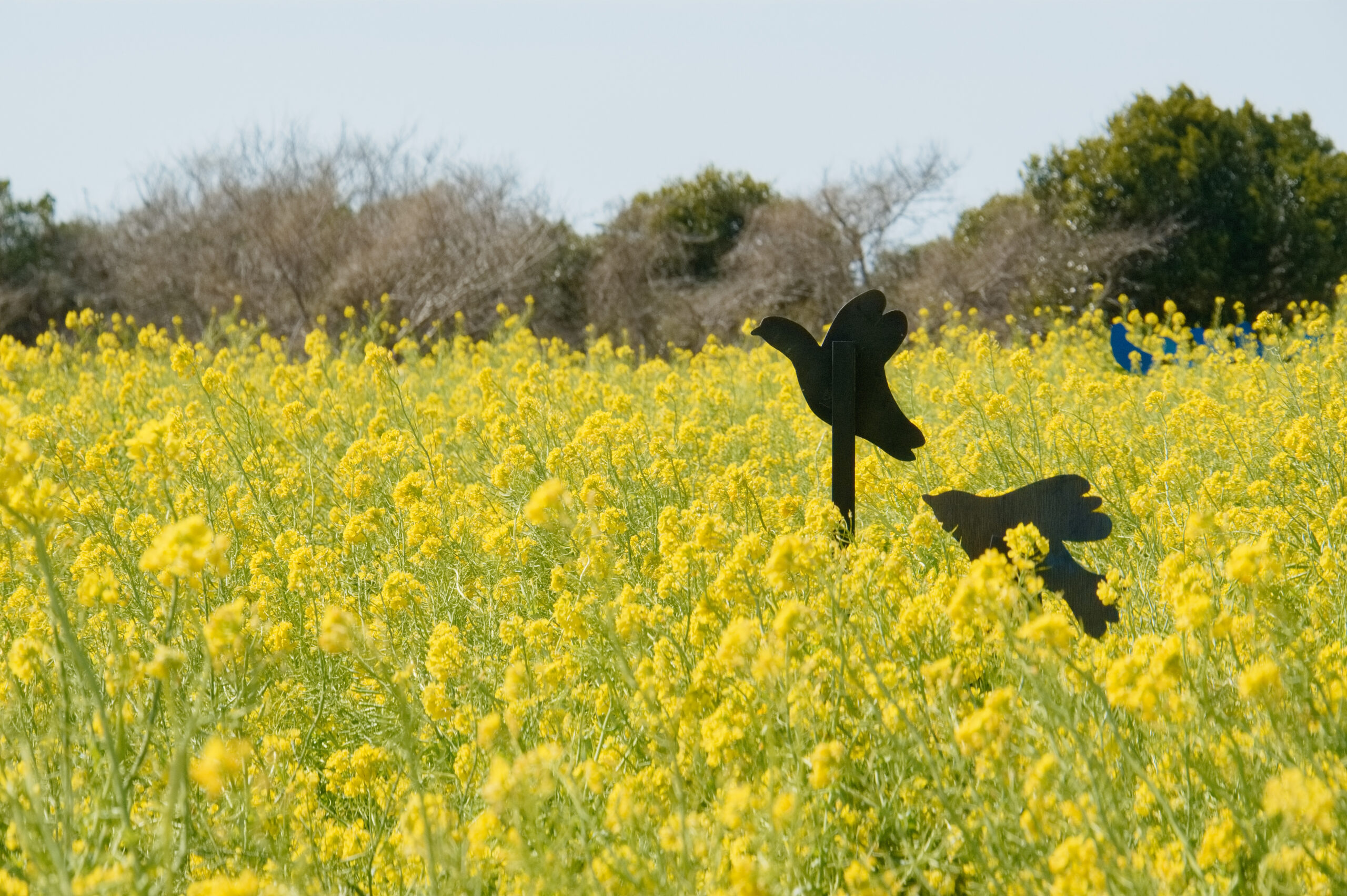 伊良湖菜の花ガーデンの鳥