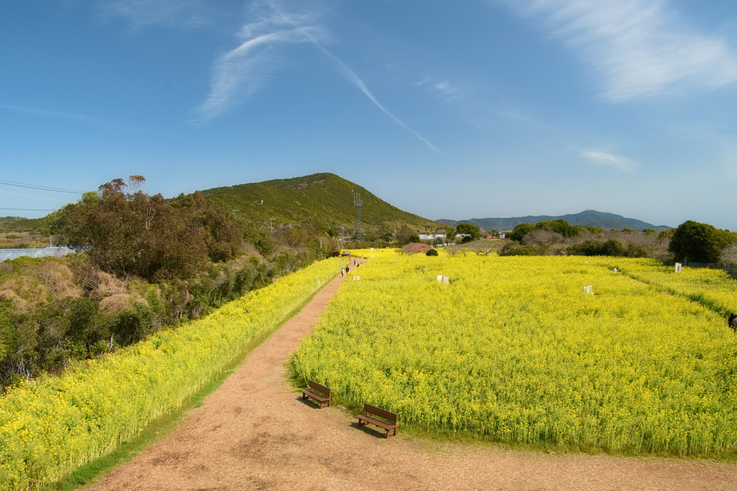 伊良湖菜の花ガーデンの全体
