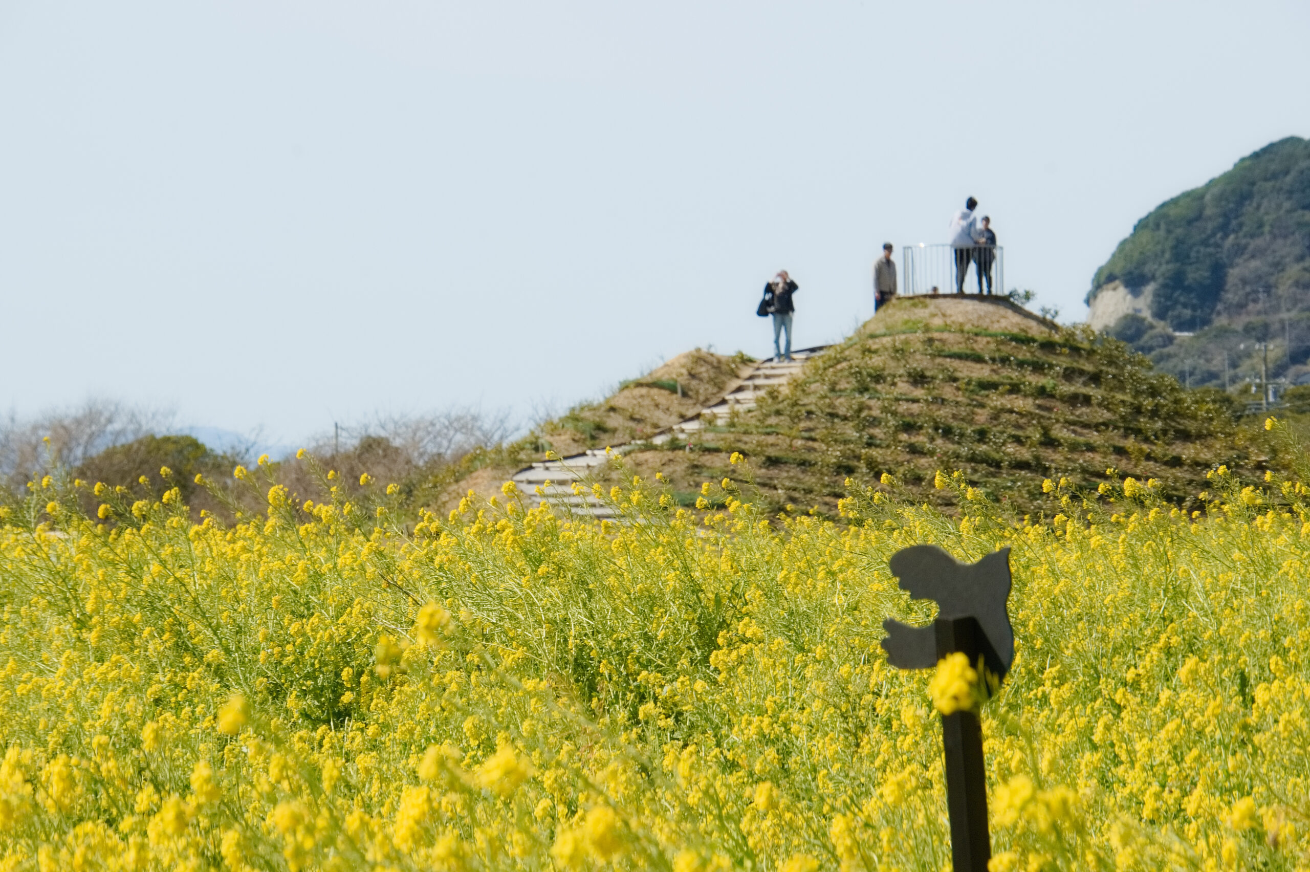 伊良湖菜の花ガーデンのなっちの山