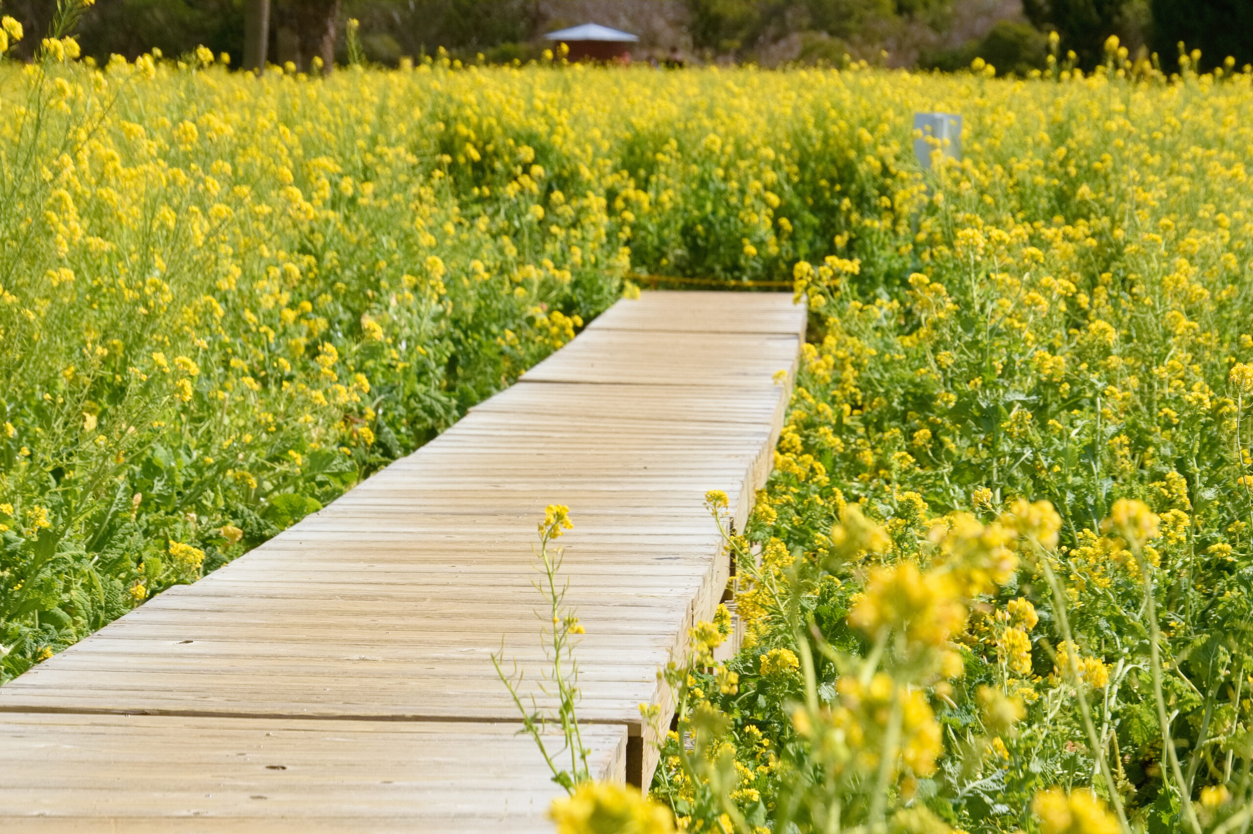 伊良湖菜の花ガーデンの木の橋