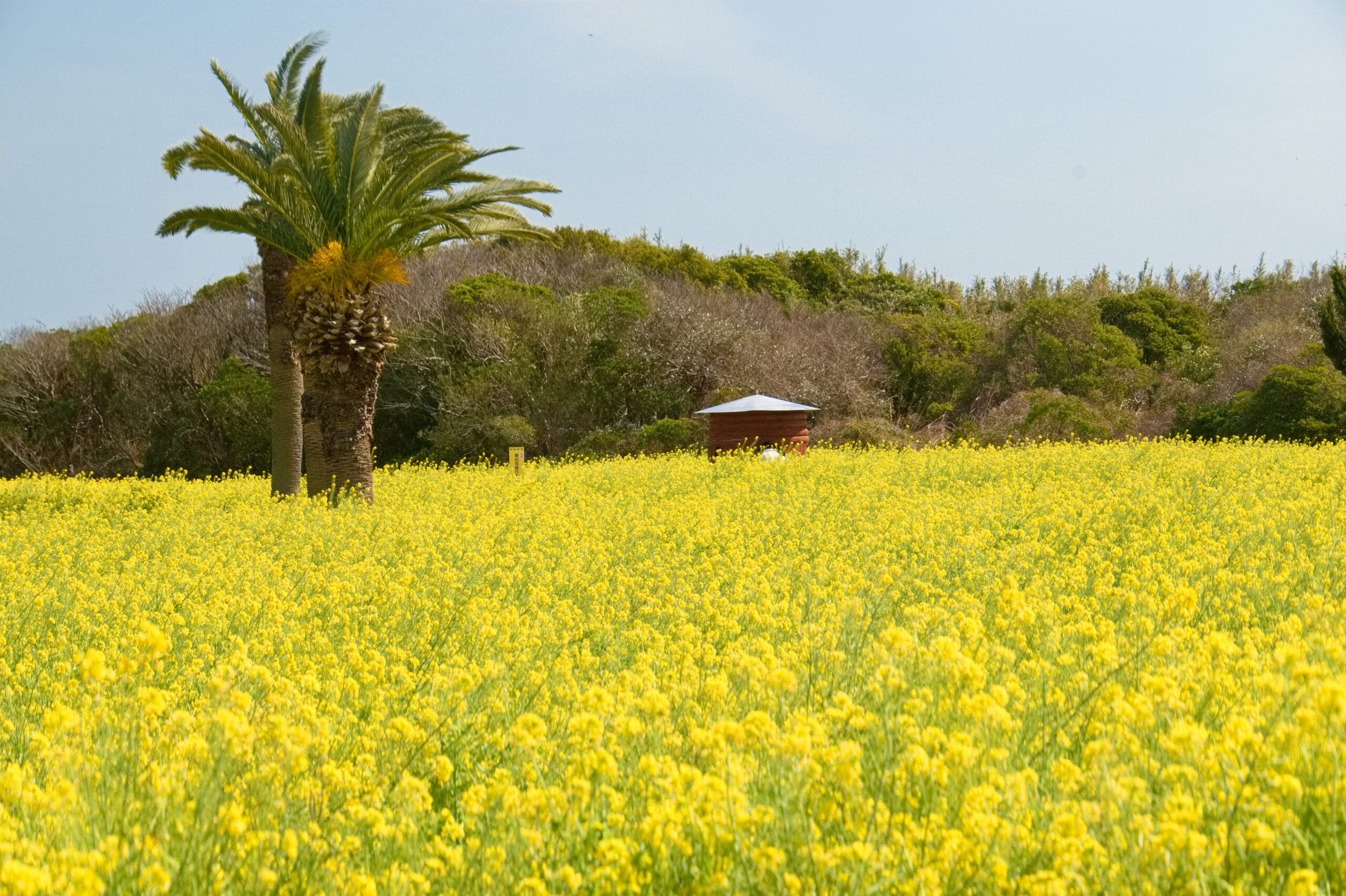 伊良湖菜の花ガーデンの菜の花