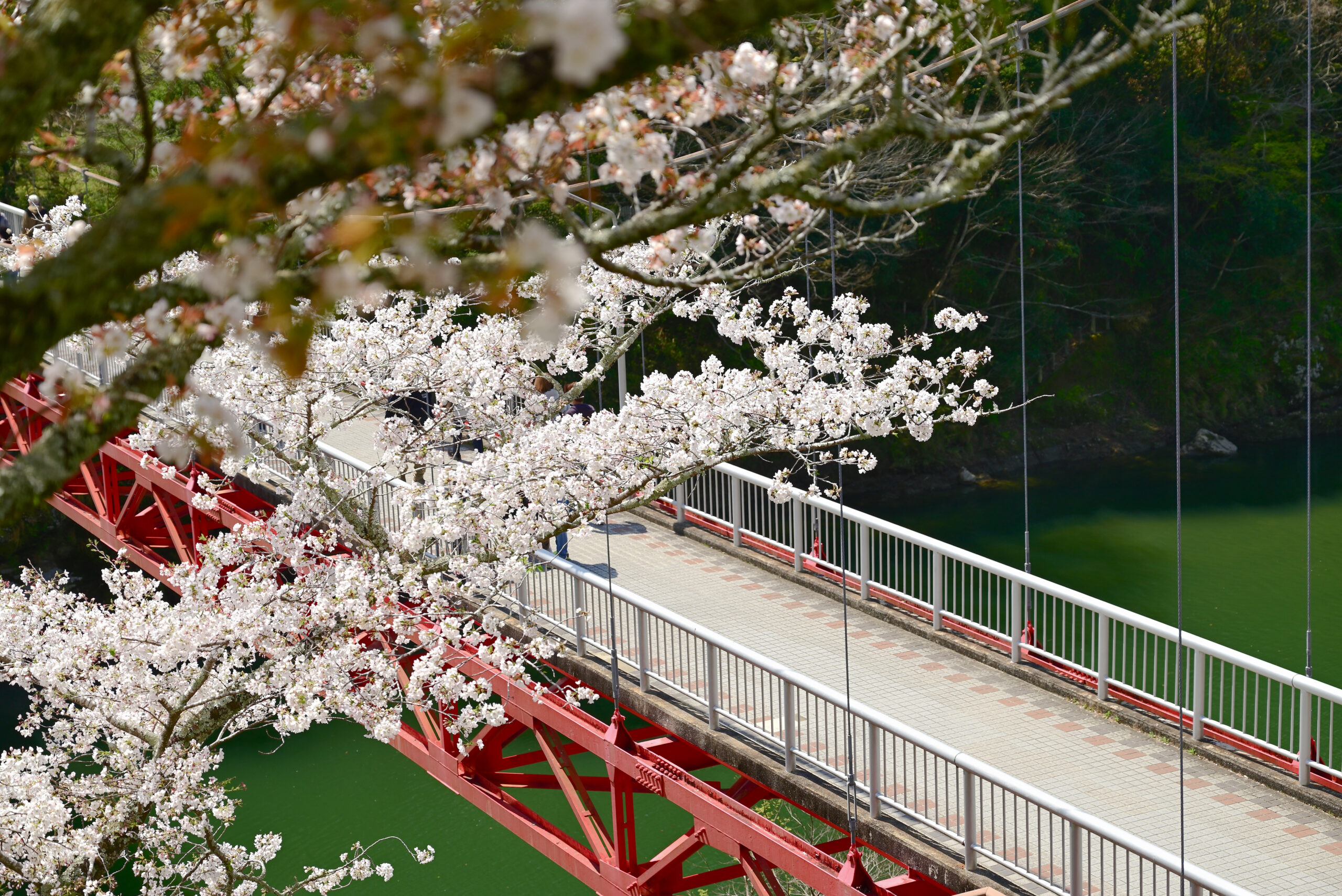 新城市・桜淵公園・笠岩橋