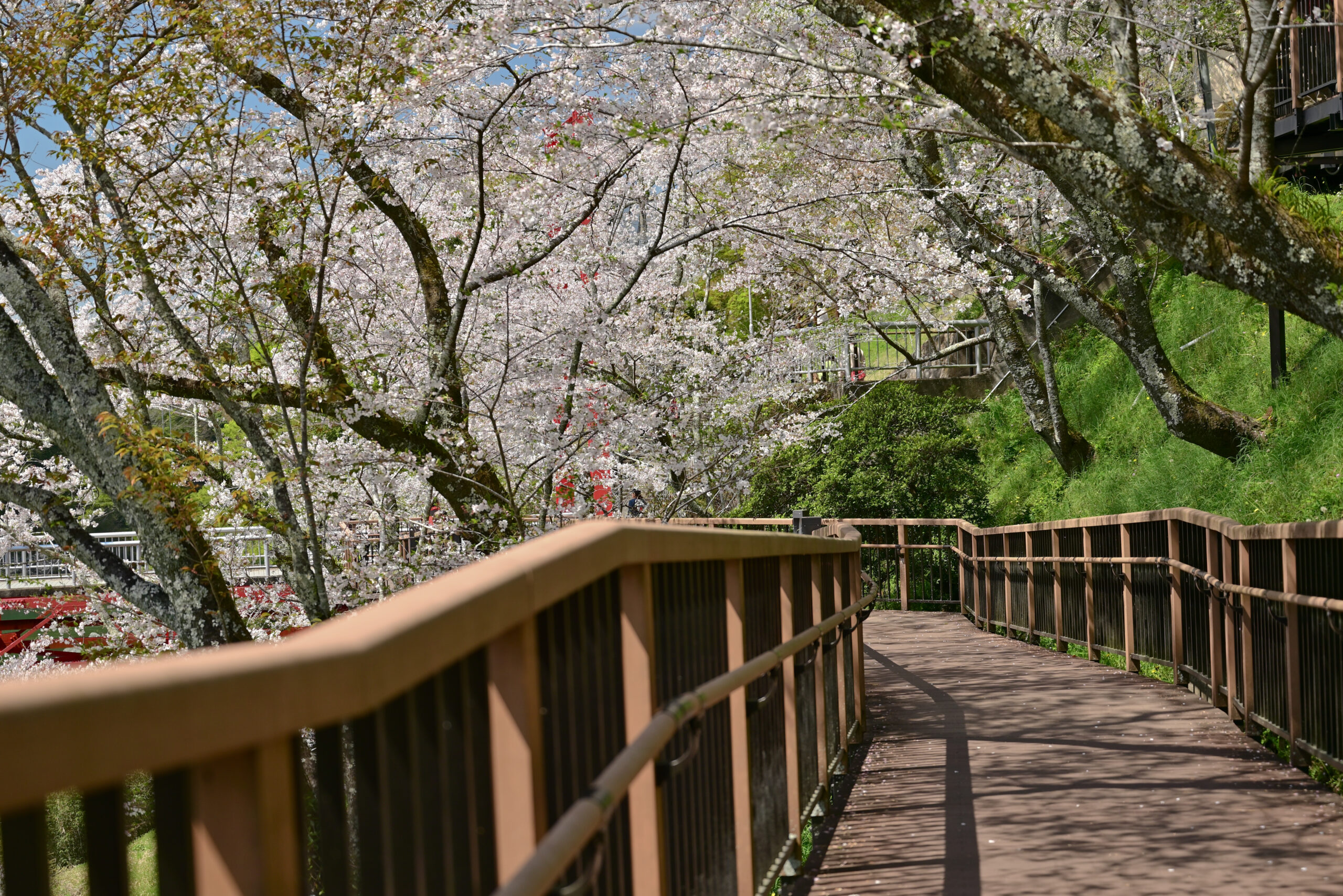 新城市・桜淵公園のデッキスロープ