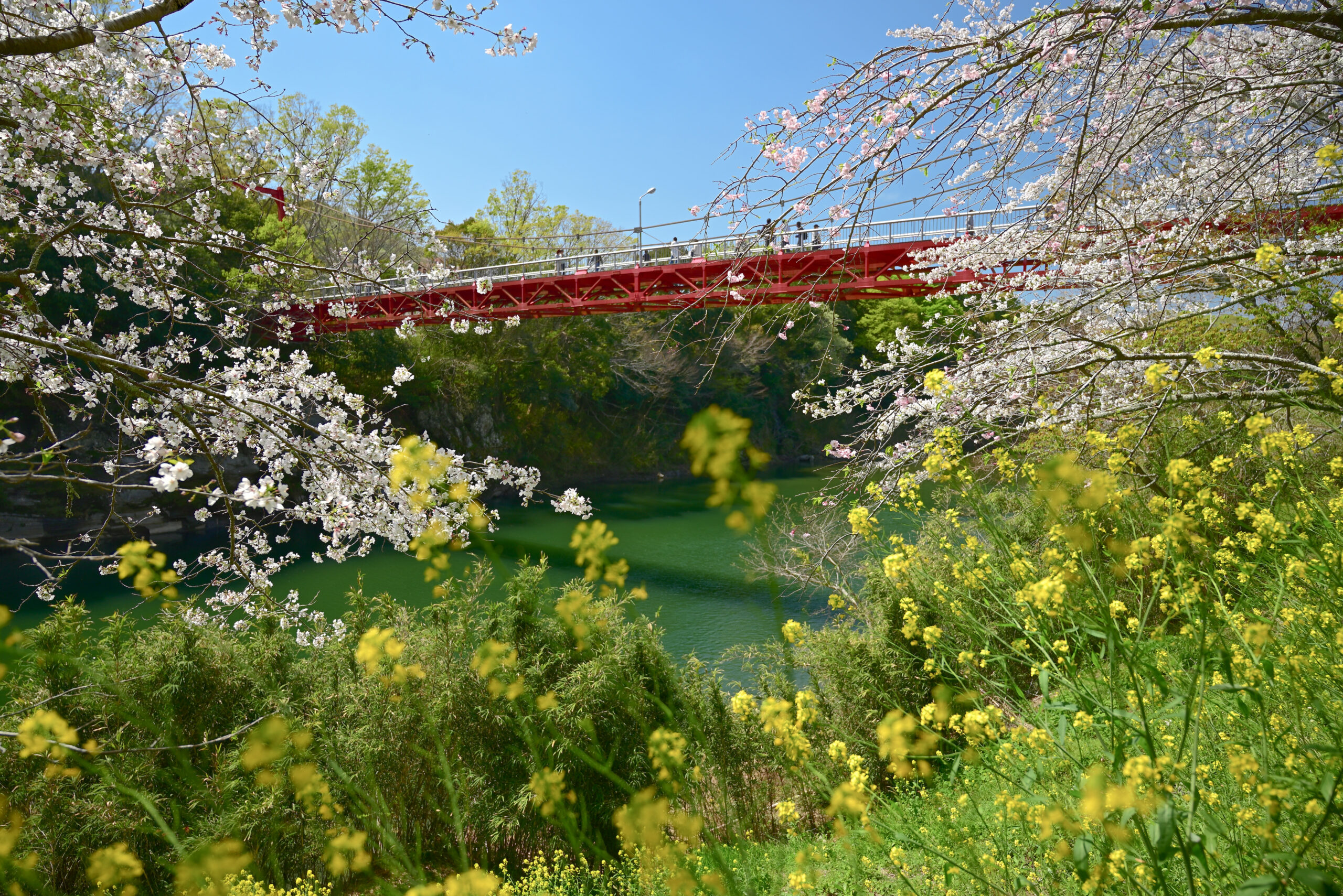 新城市・桜淵公園の春の光景