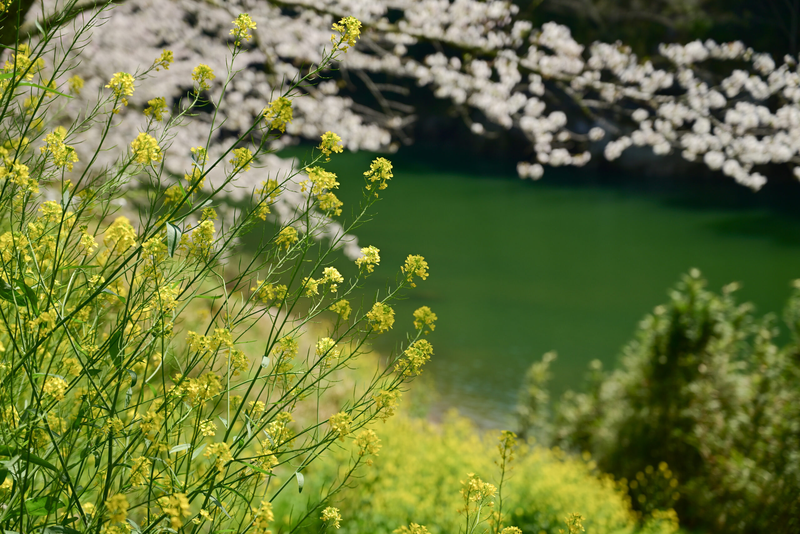 新城市・桜淵公園の菜の花