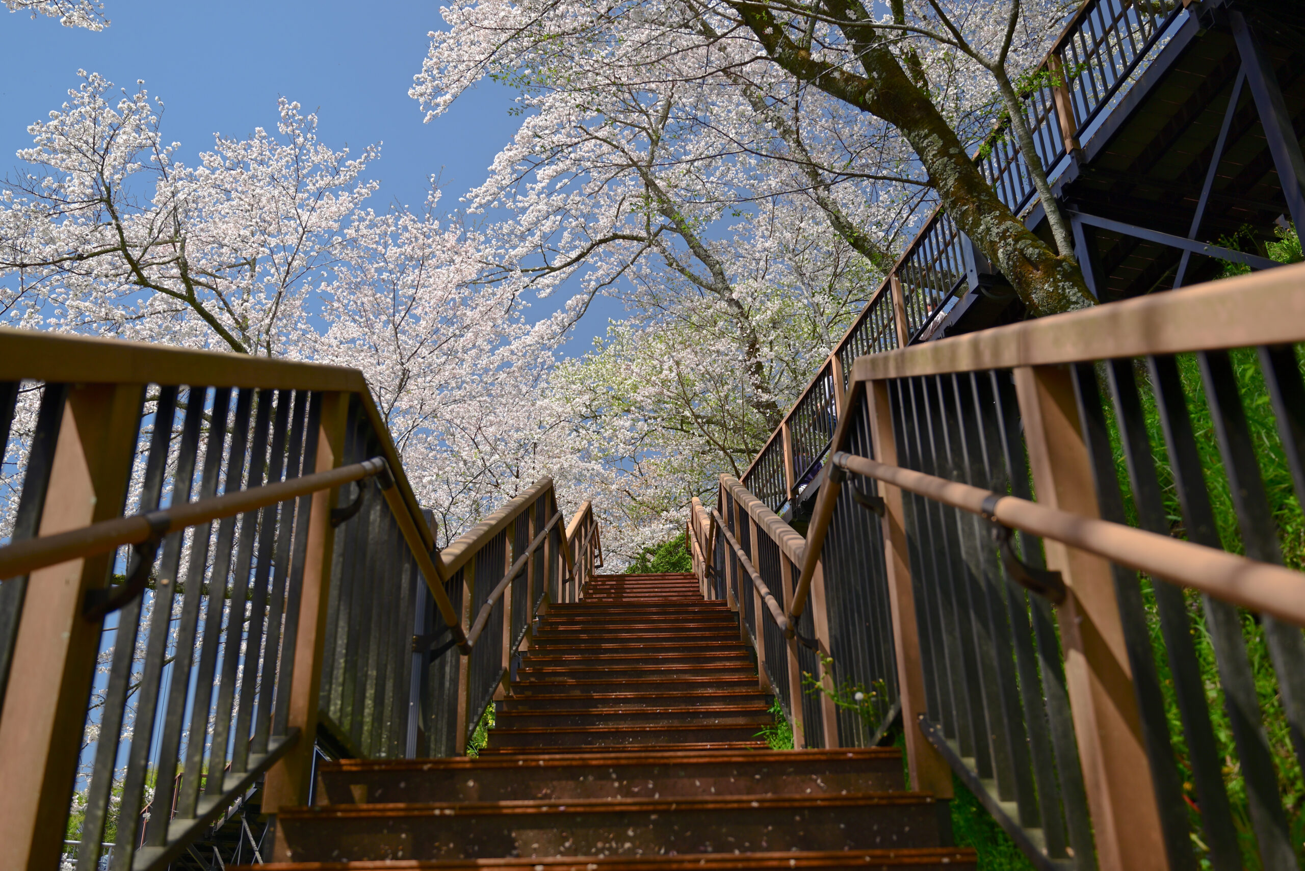 新城市・桜淵公園の階段見上げ