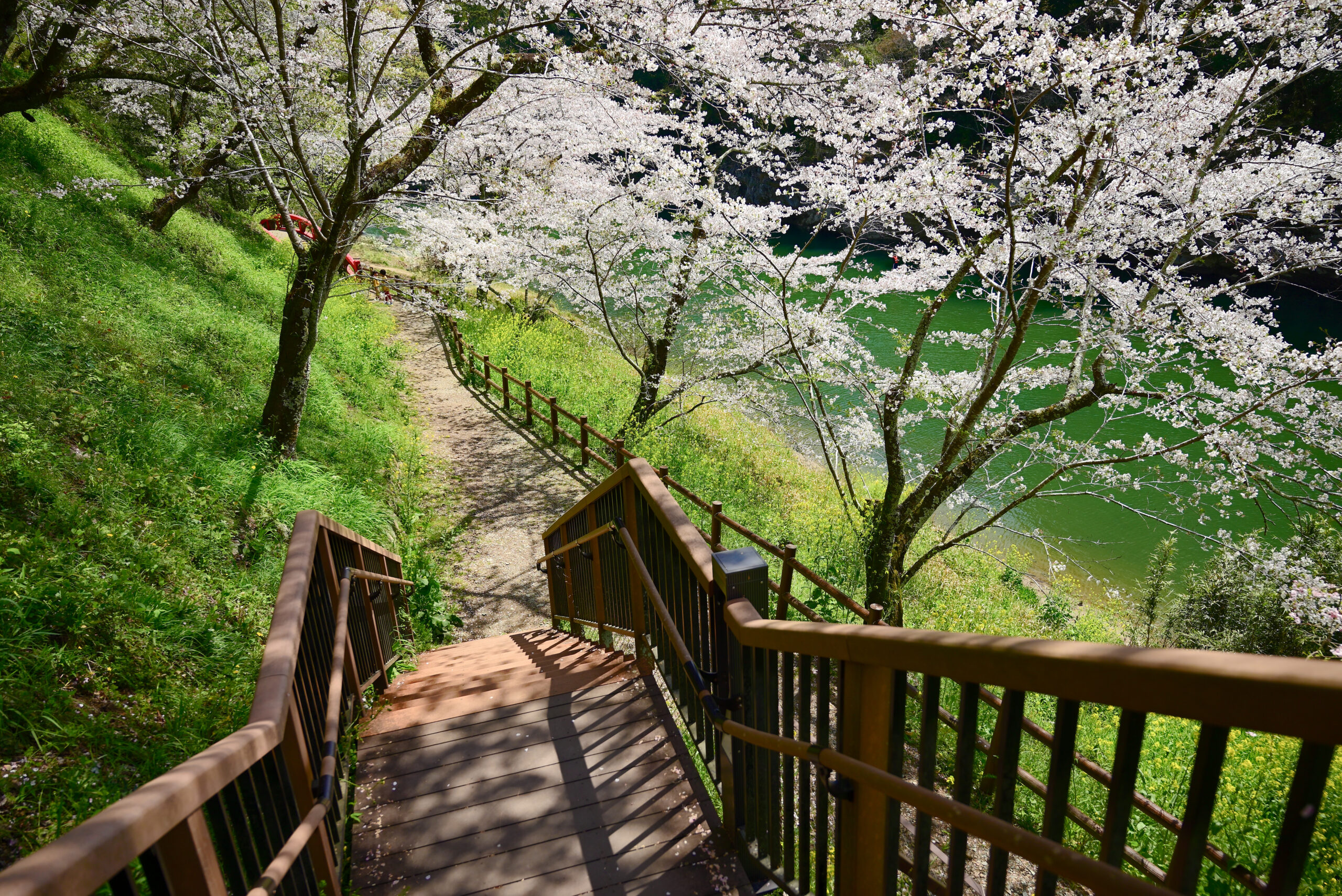 新城市・桜淵公園の階段見下ろし