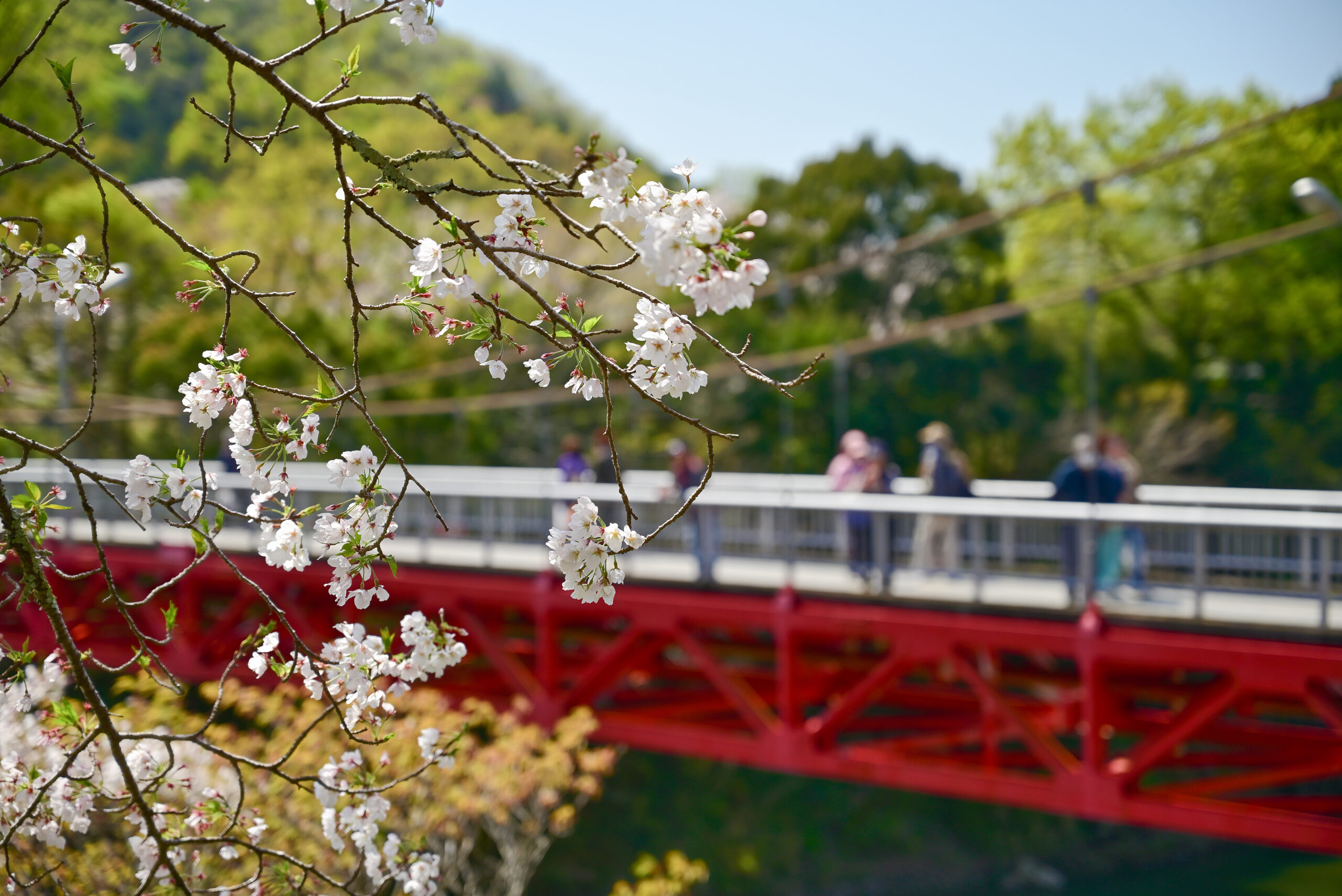 新城市・桜淵公園の橋と桜