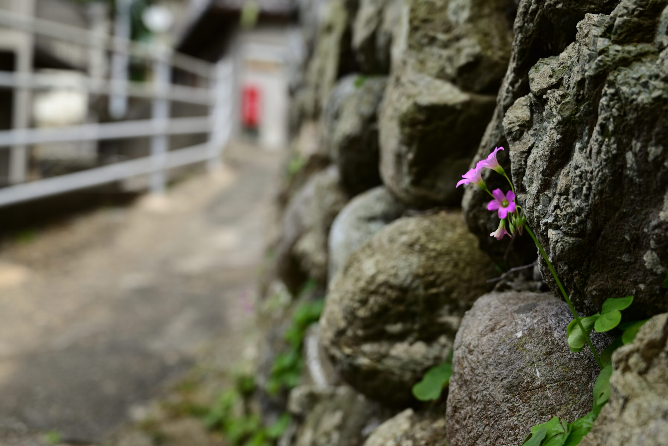 神島の石垣に咲く花